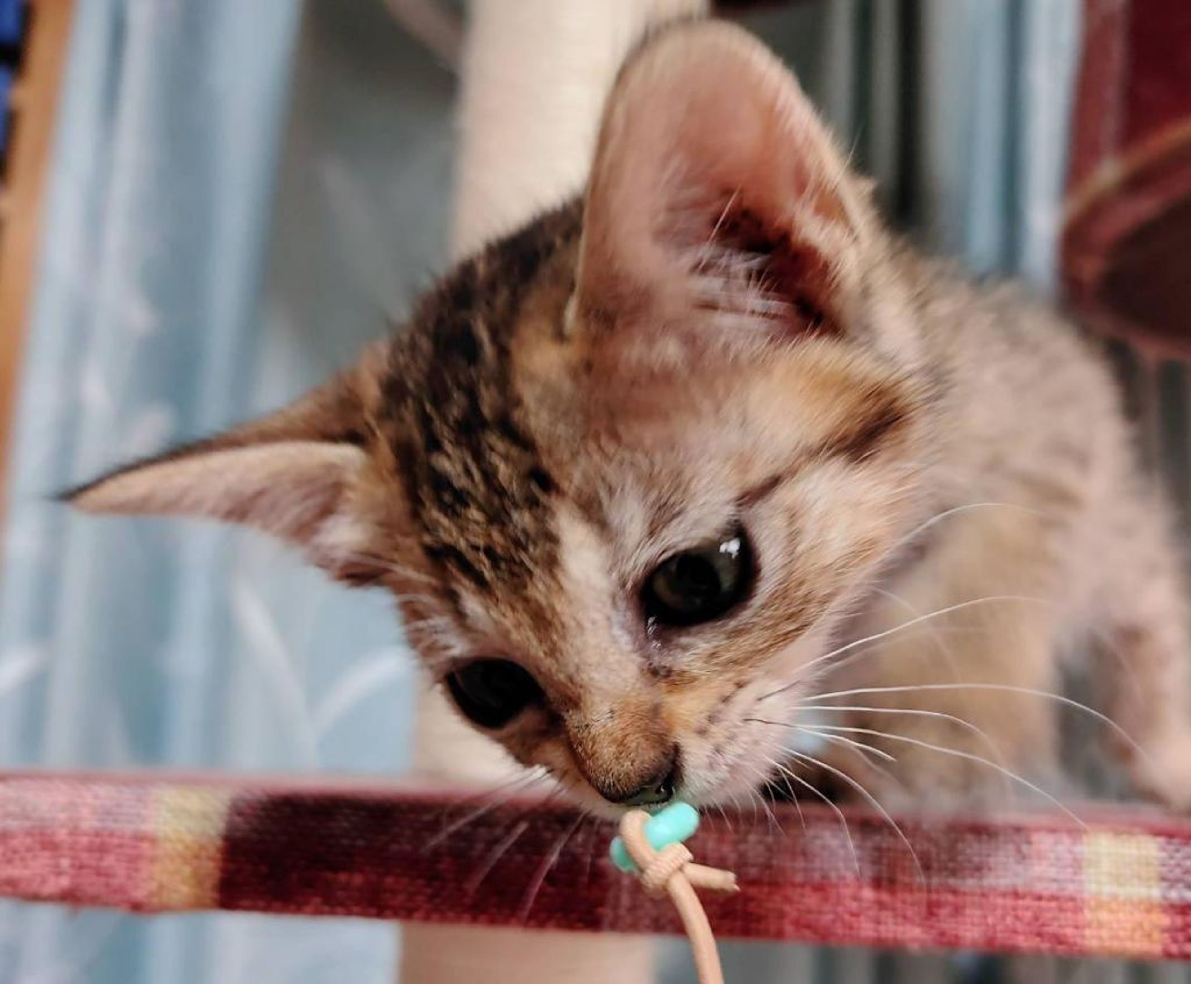 pet-image-5