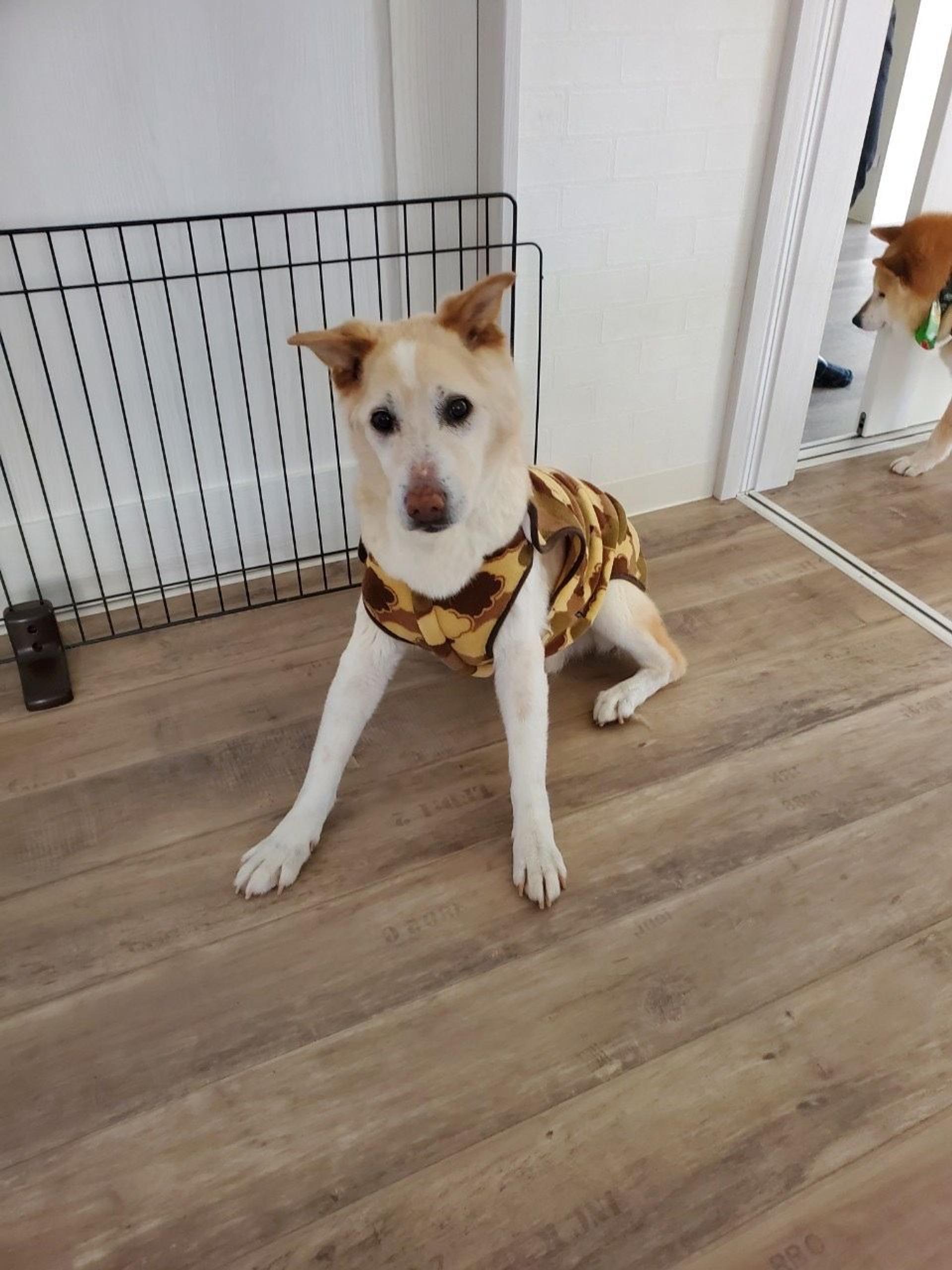 pet-image-4