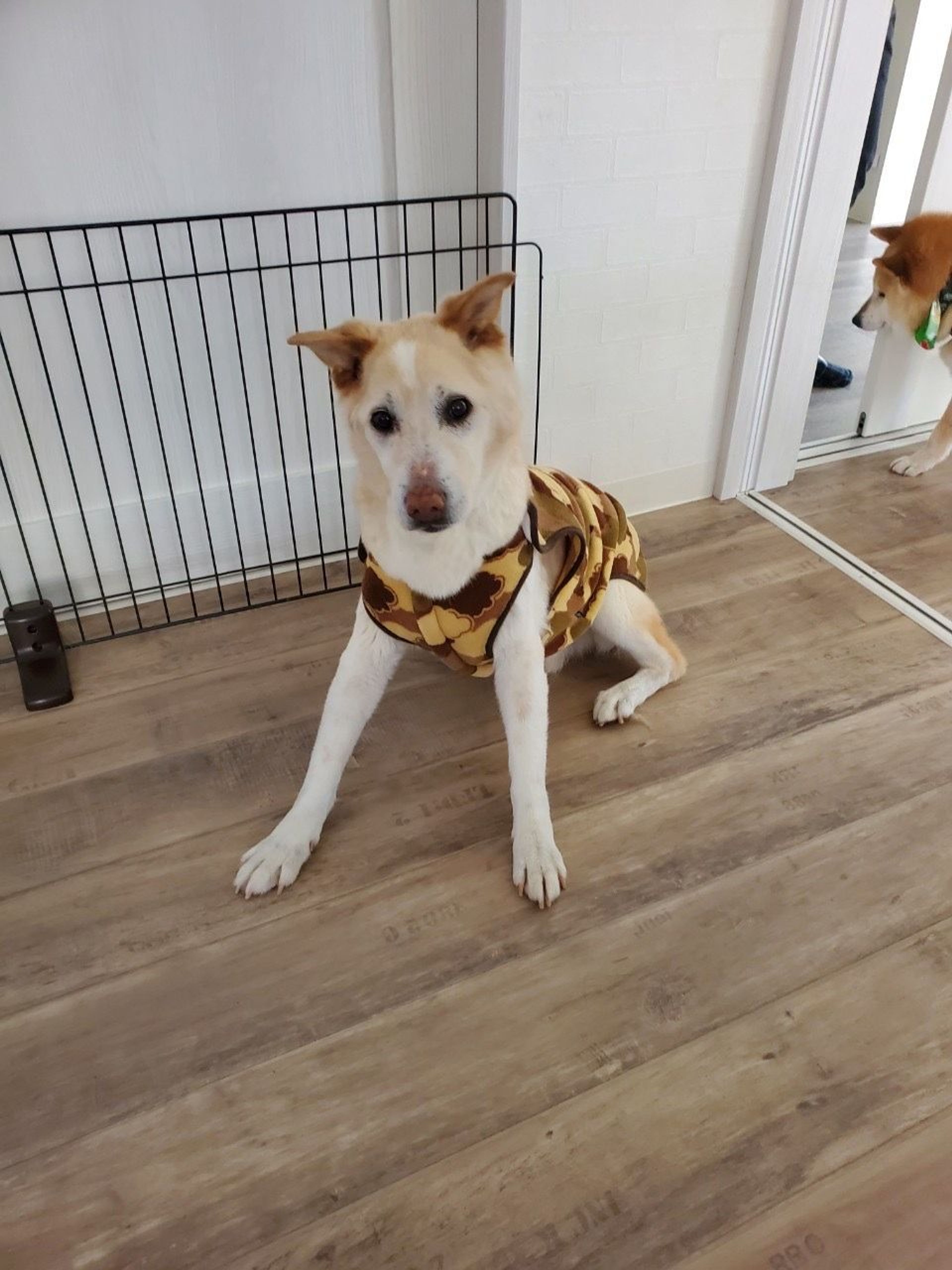 pet-image-4