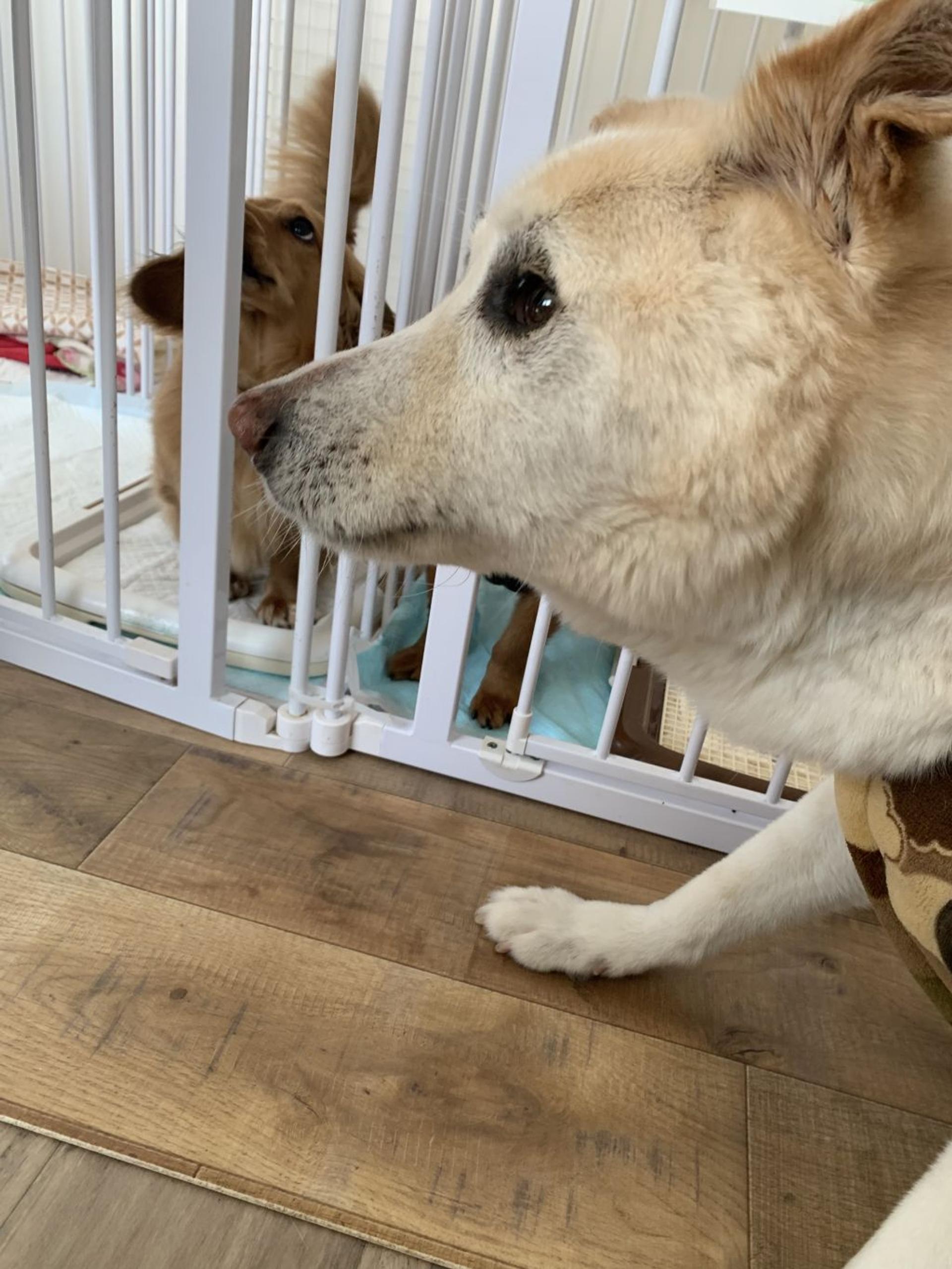 pet-image-8