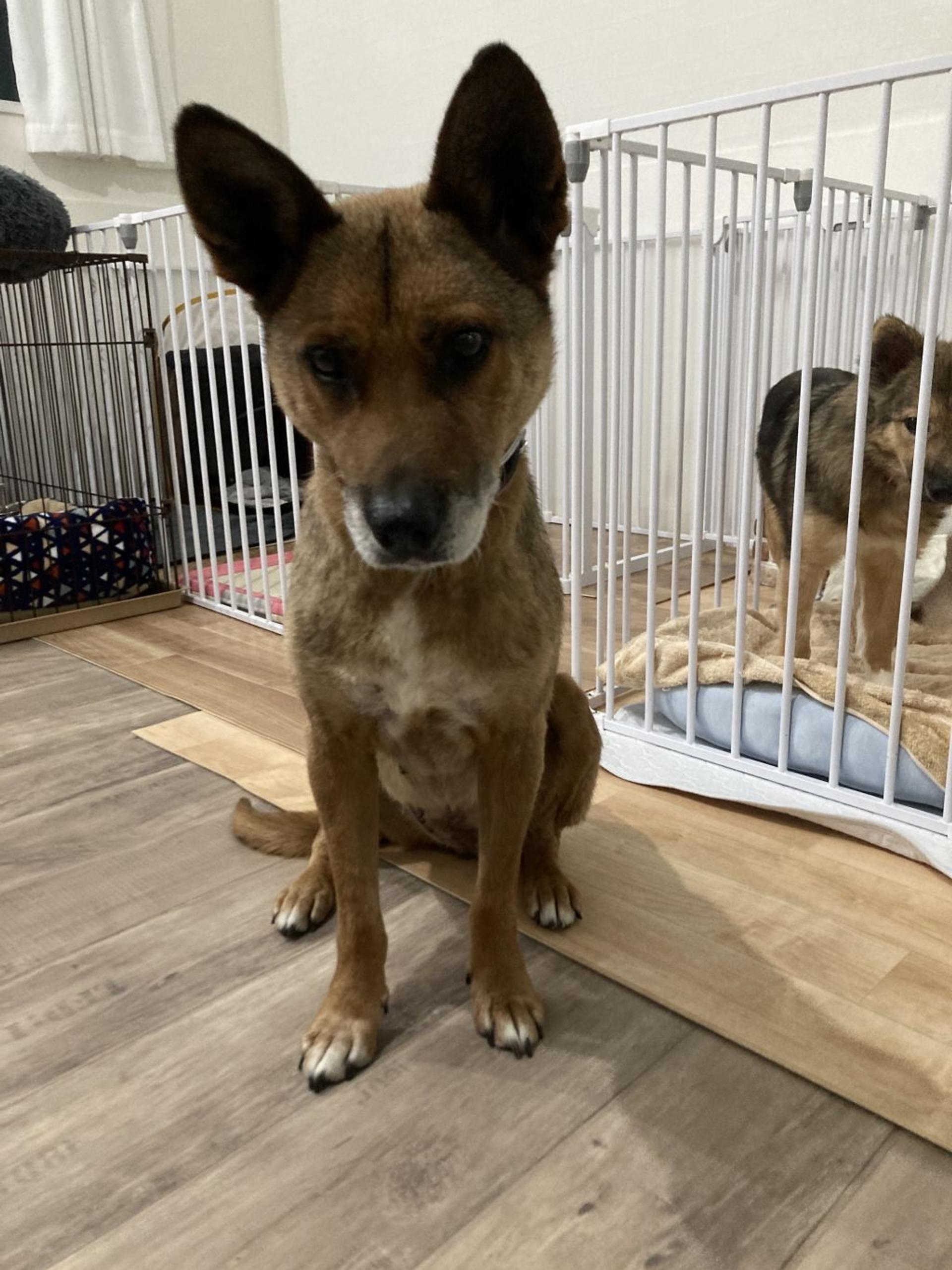 pet-image-2