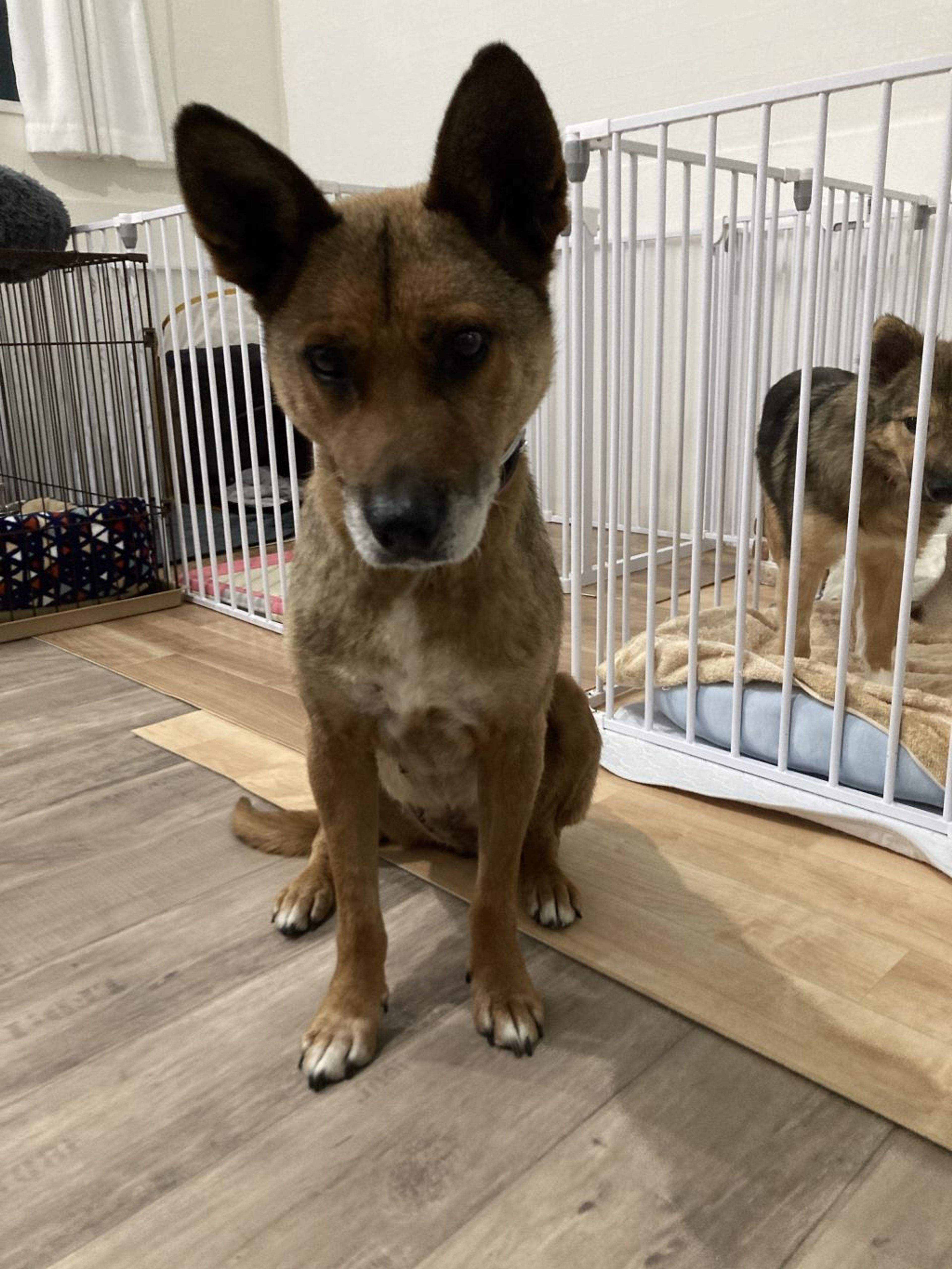 pet-image-2