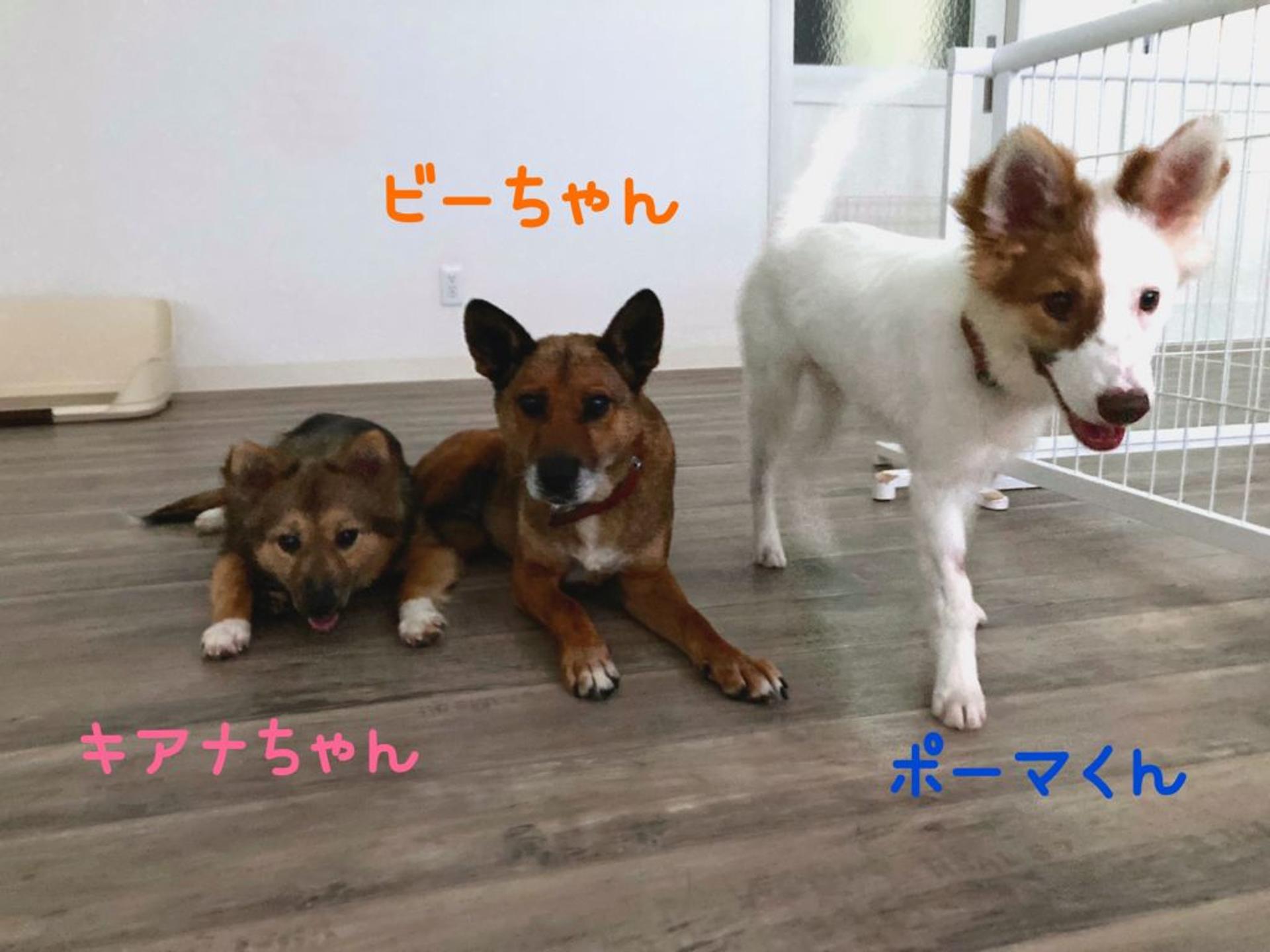 pet-image-3