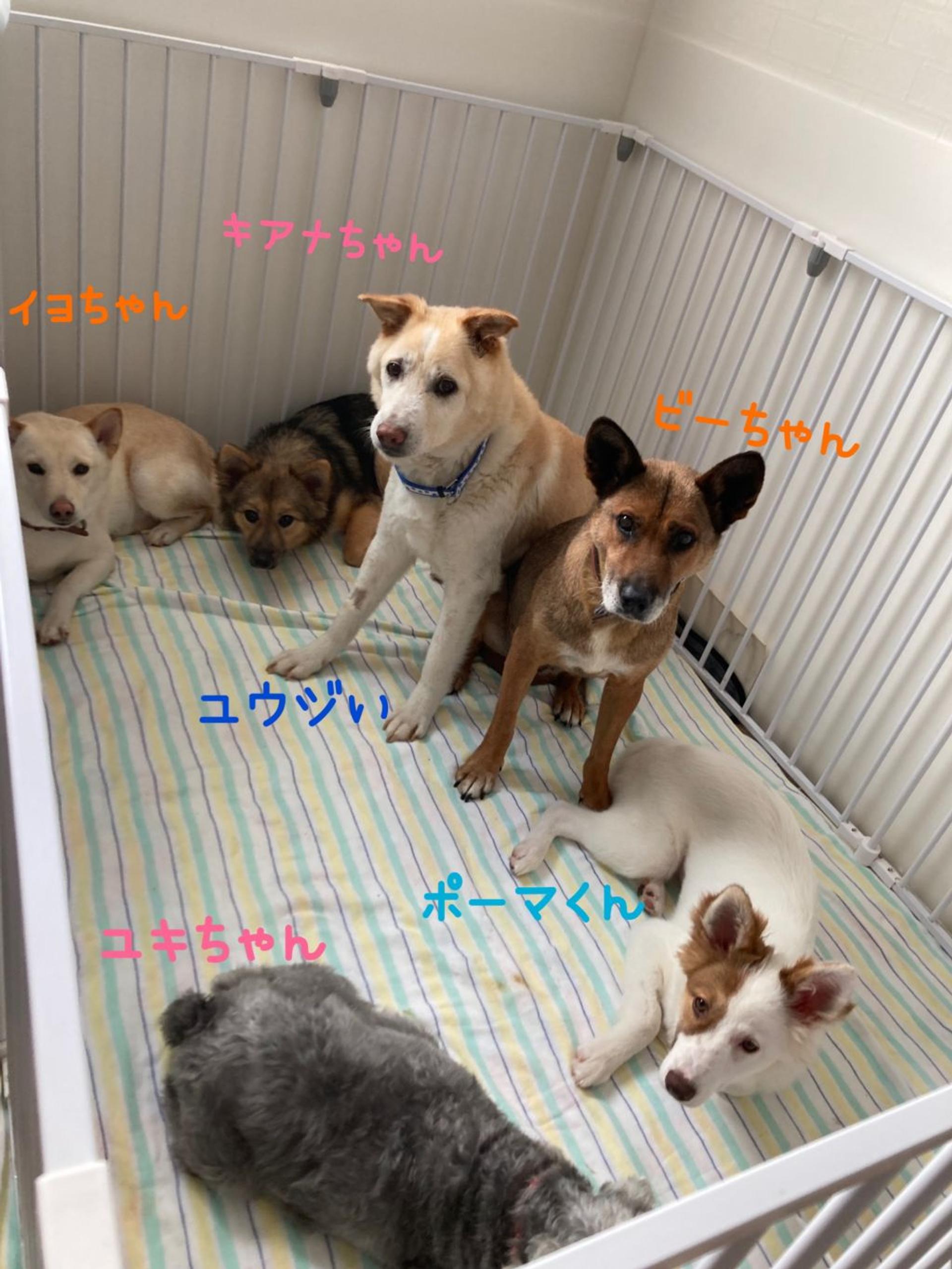 pet-image-4