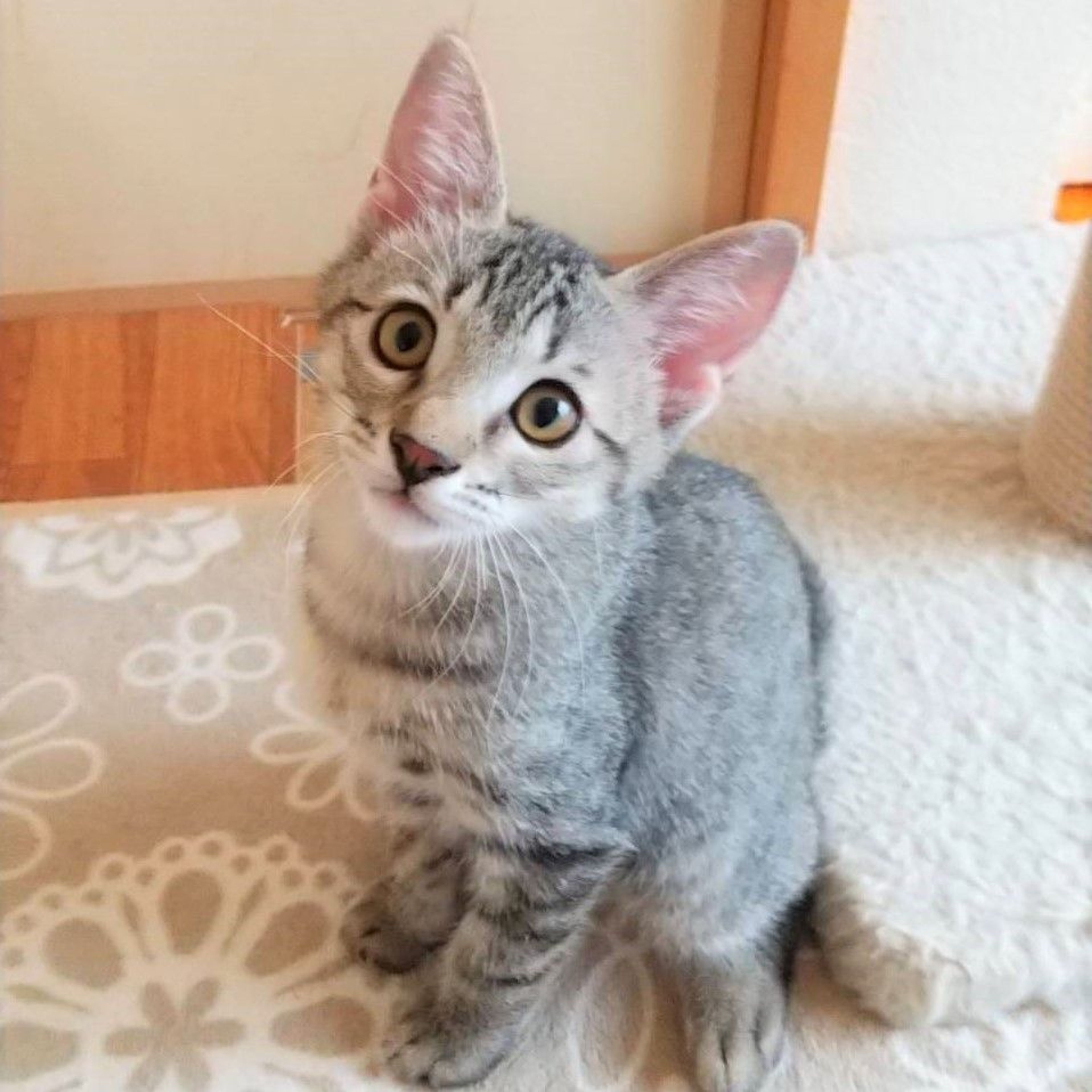 雑種（ミックス猫）・オスの里親募集の写真
