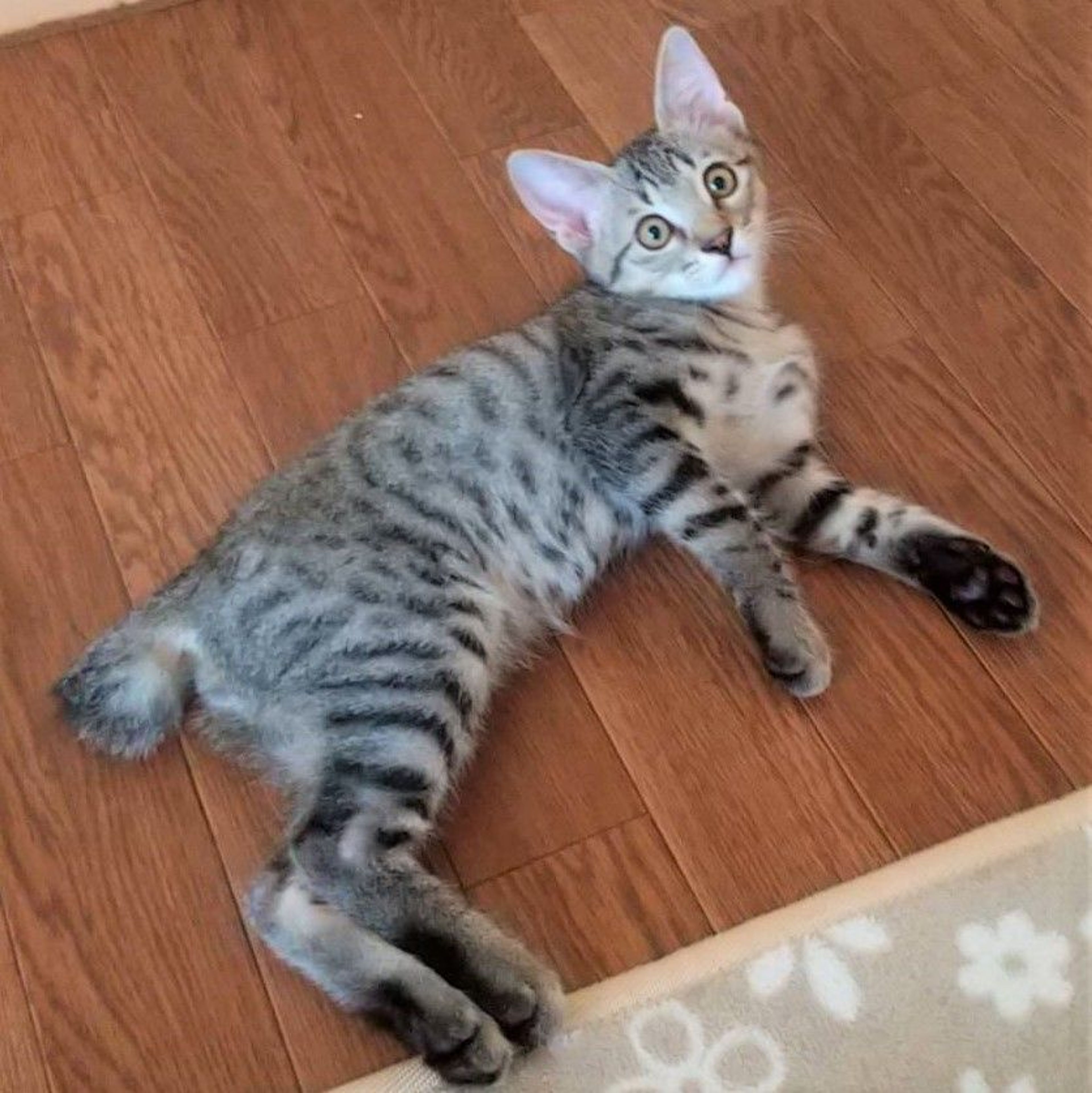 pet-image-4