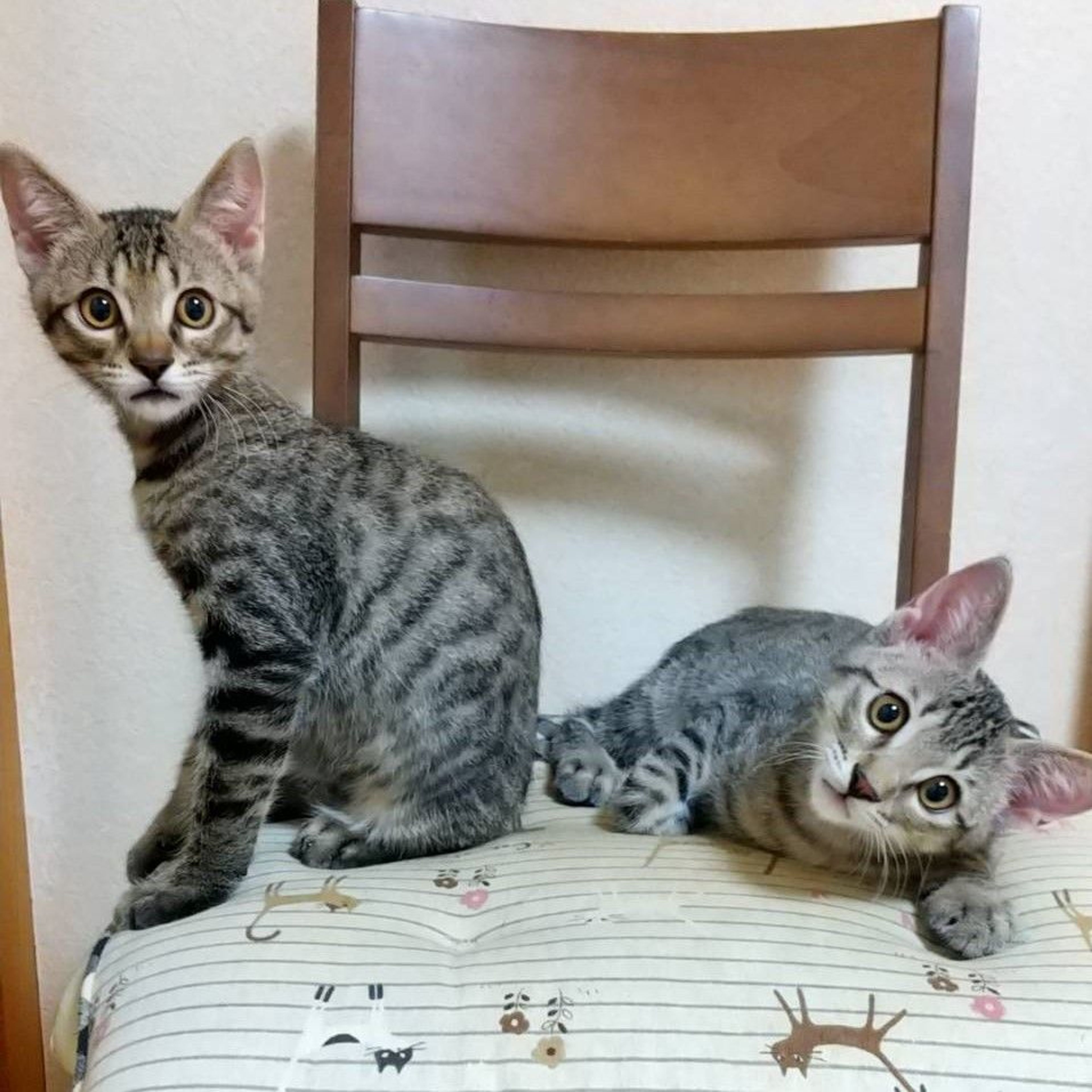 pet-image-5