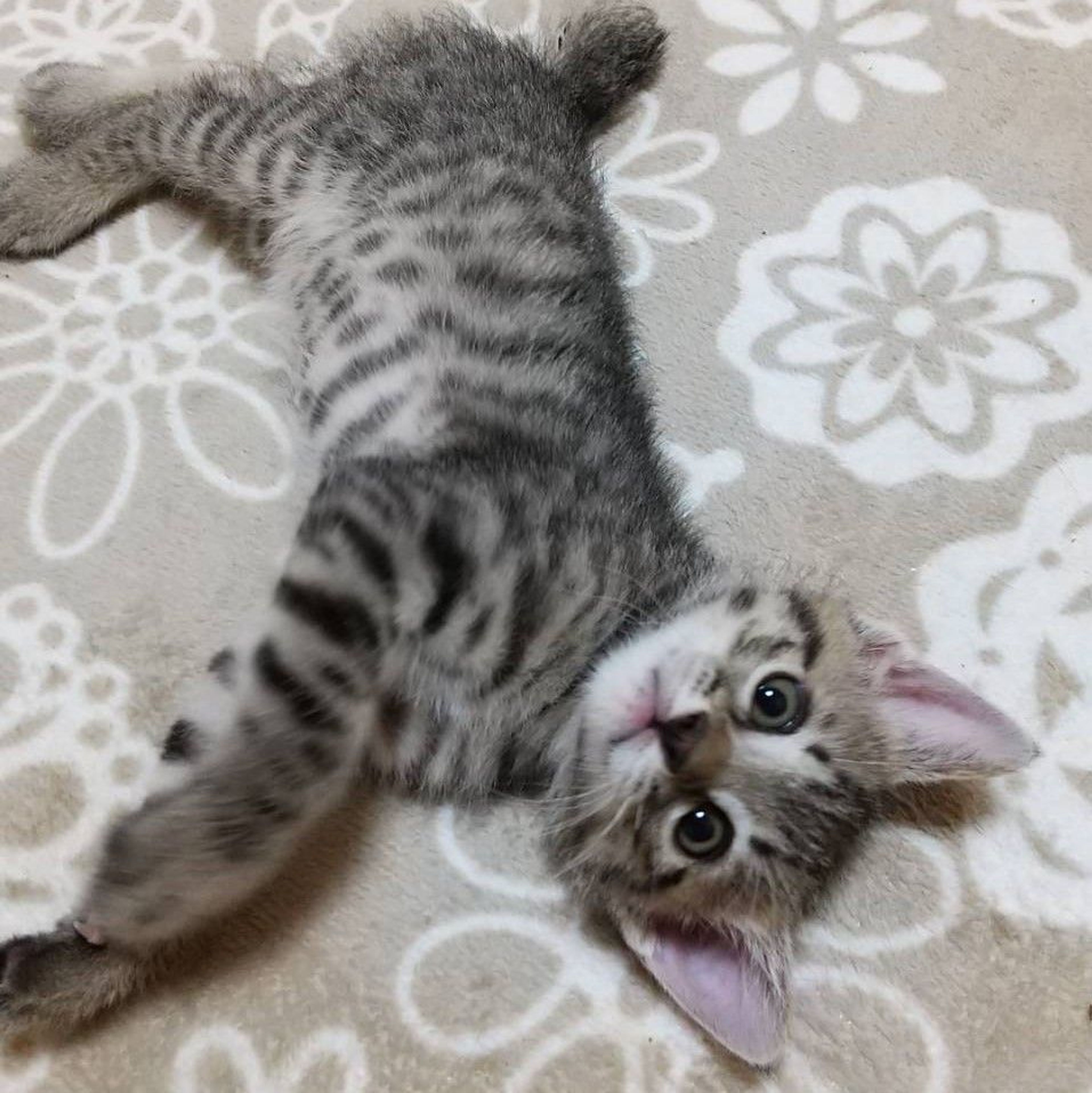 pet-image-8