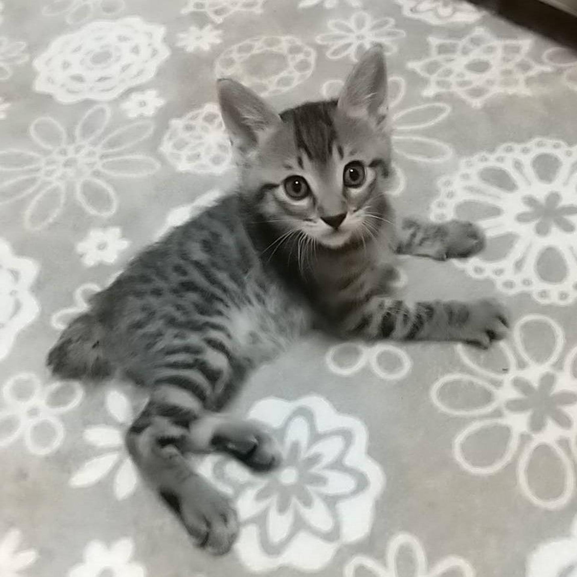 pet-image-9