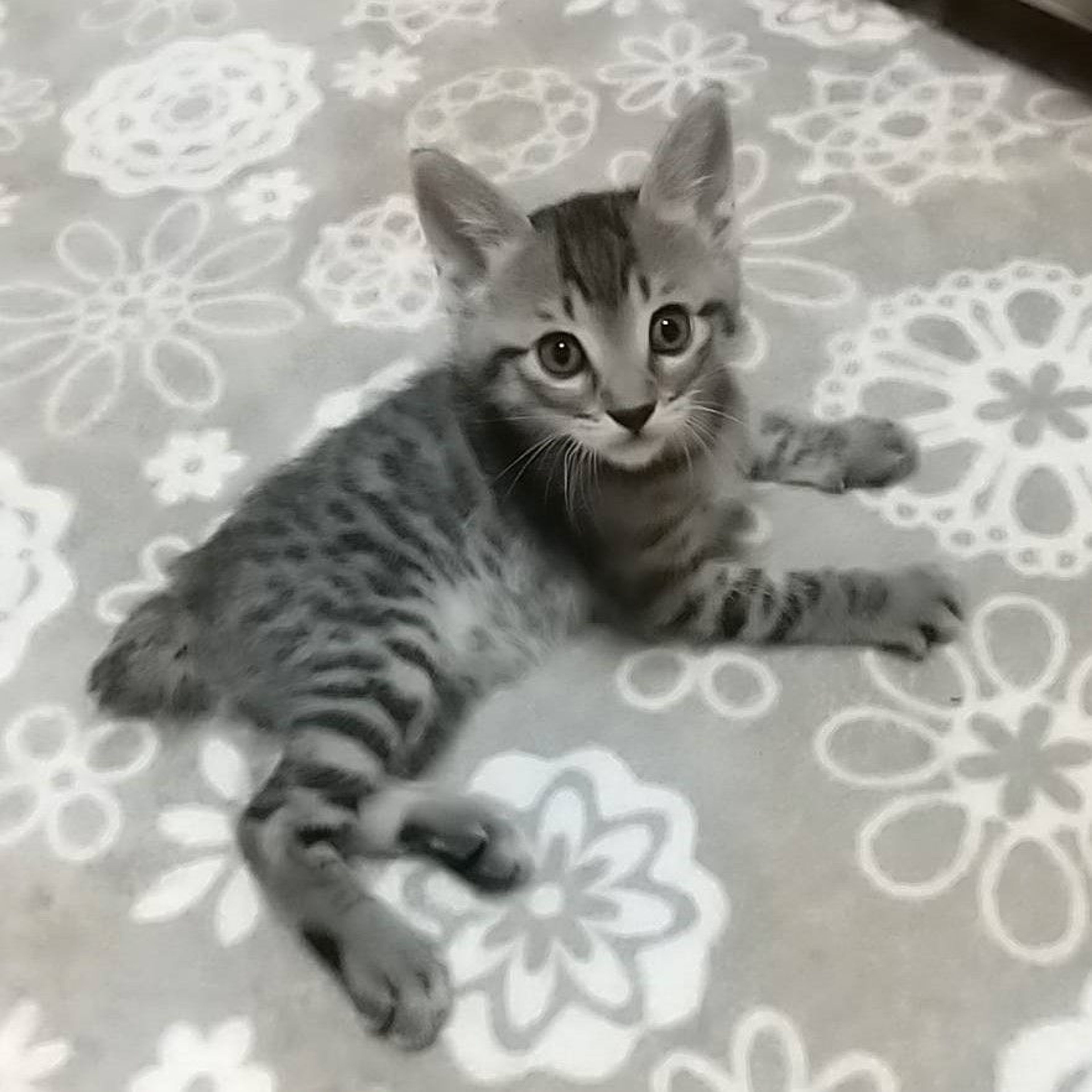 pet-image-9