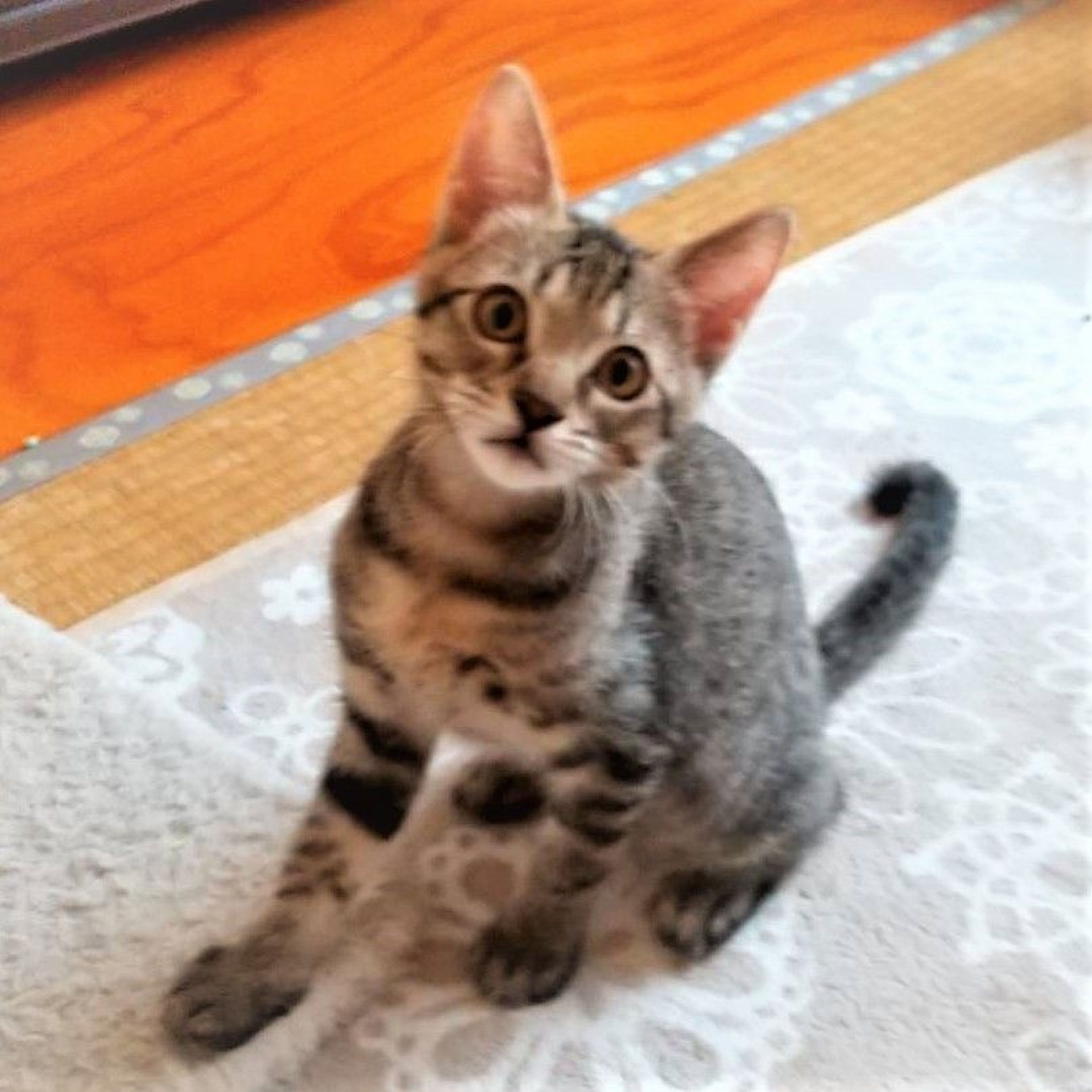 雑種（ミックス猫）・オスの里親募集の写真