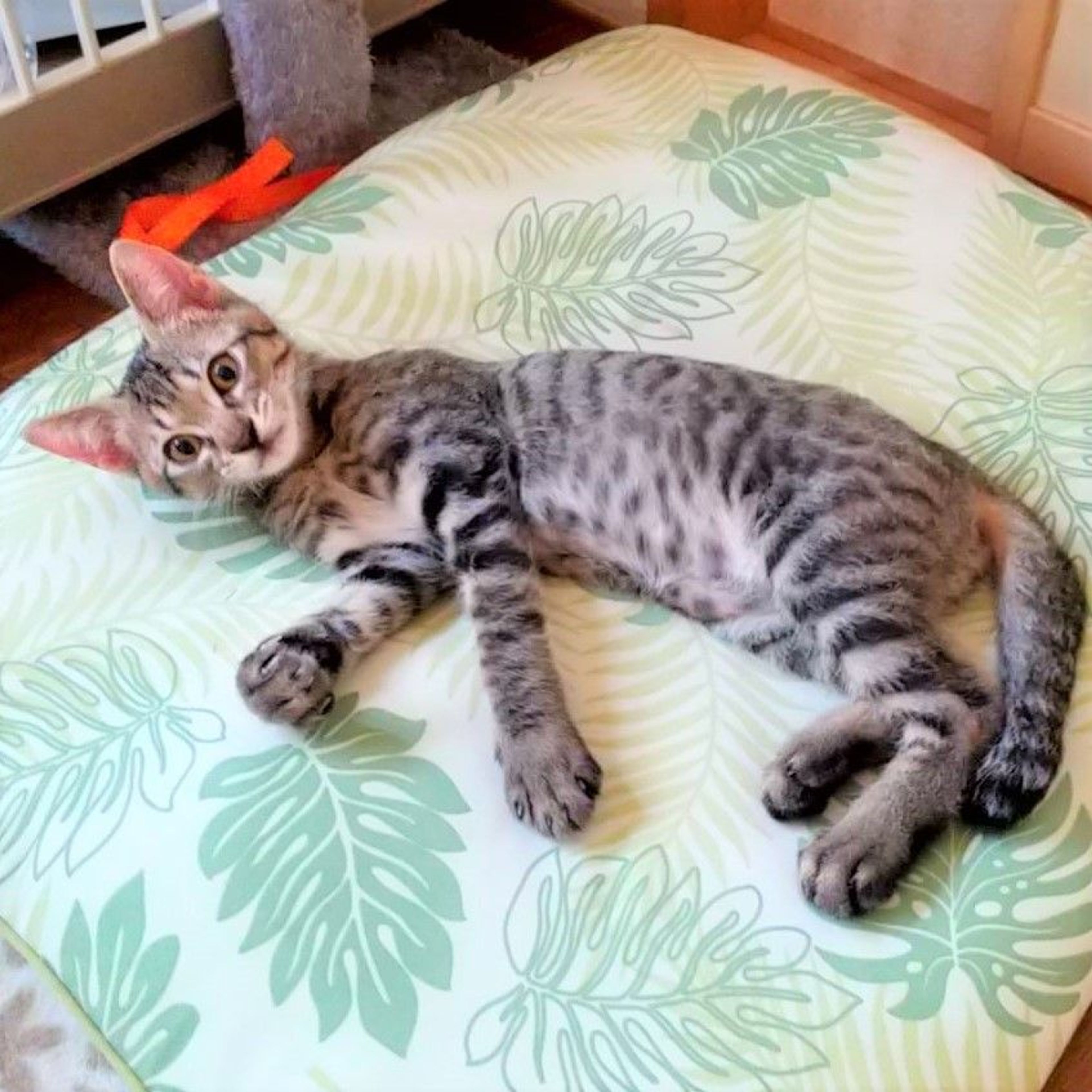 pet-image-3