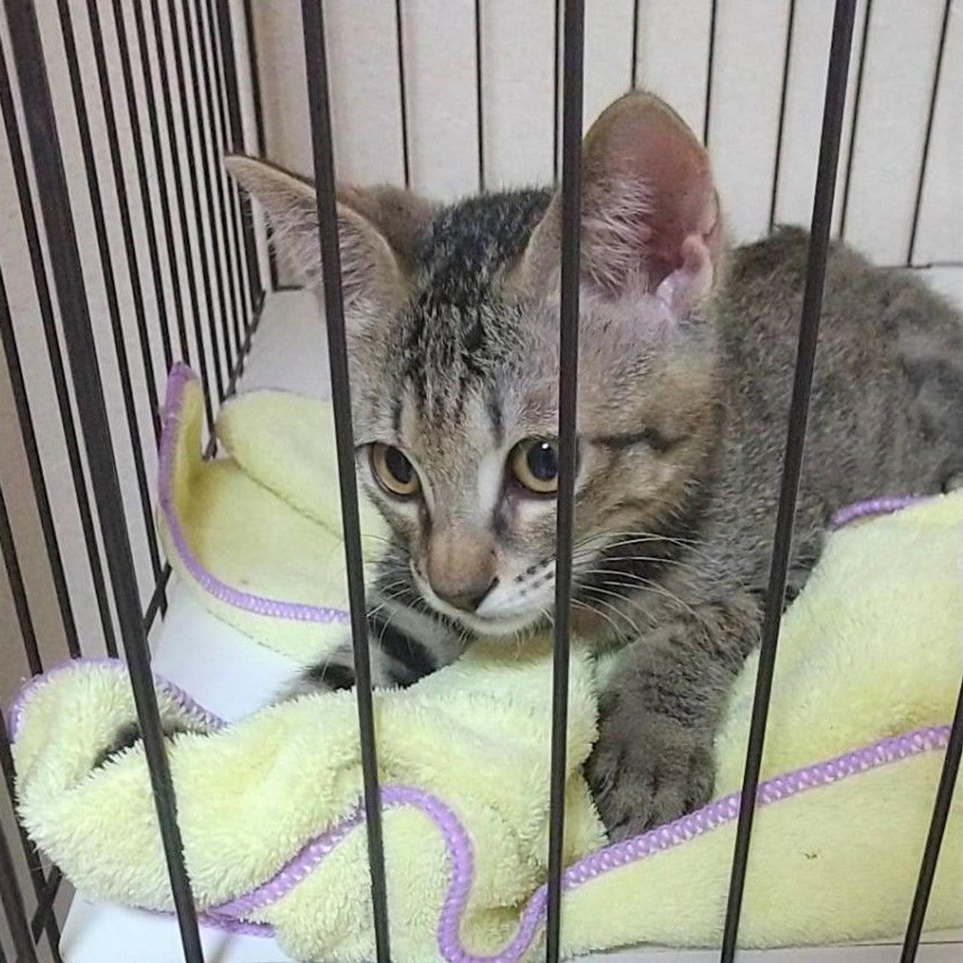 pet-image-4