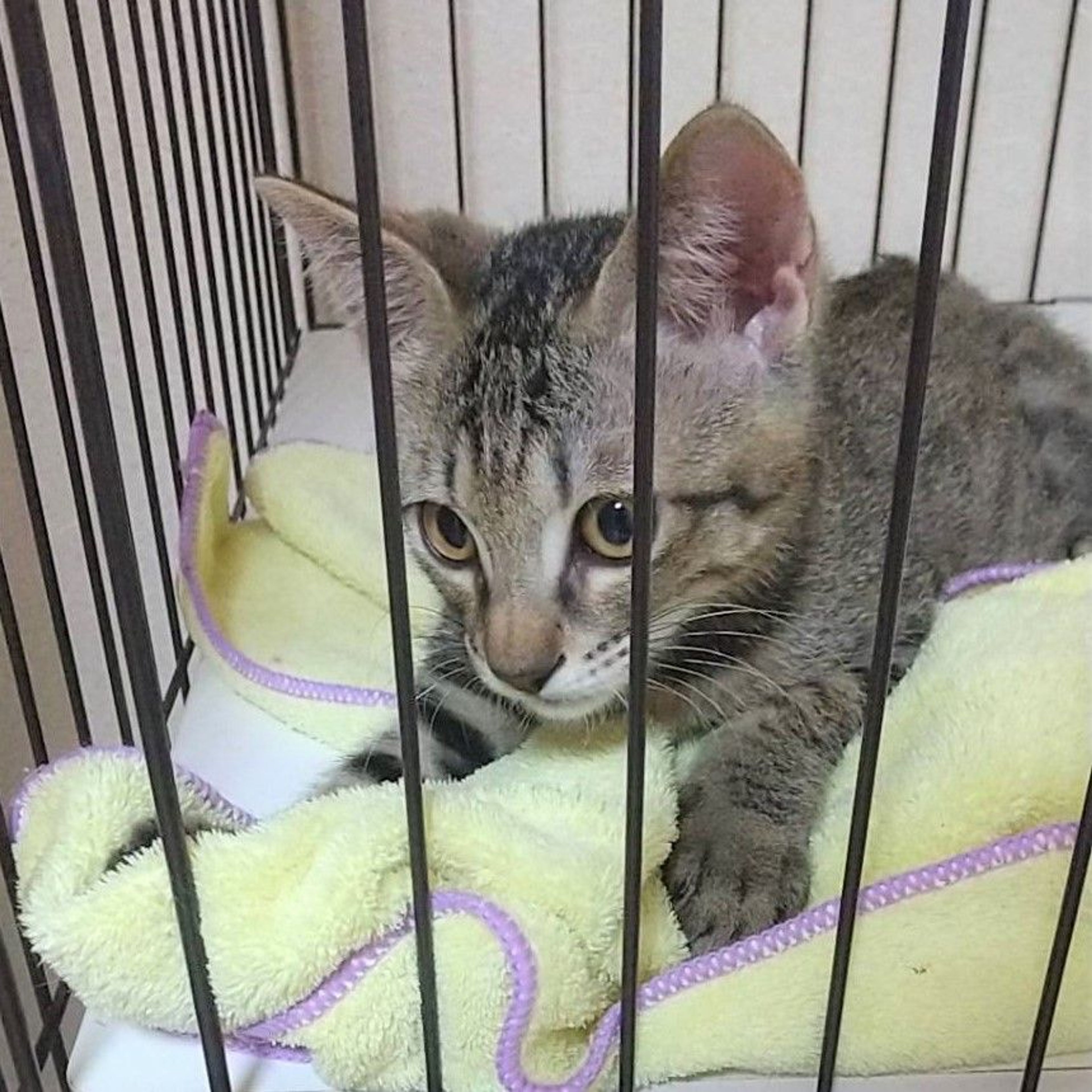 pet-image-4
