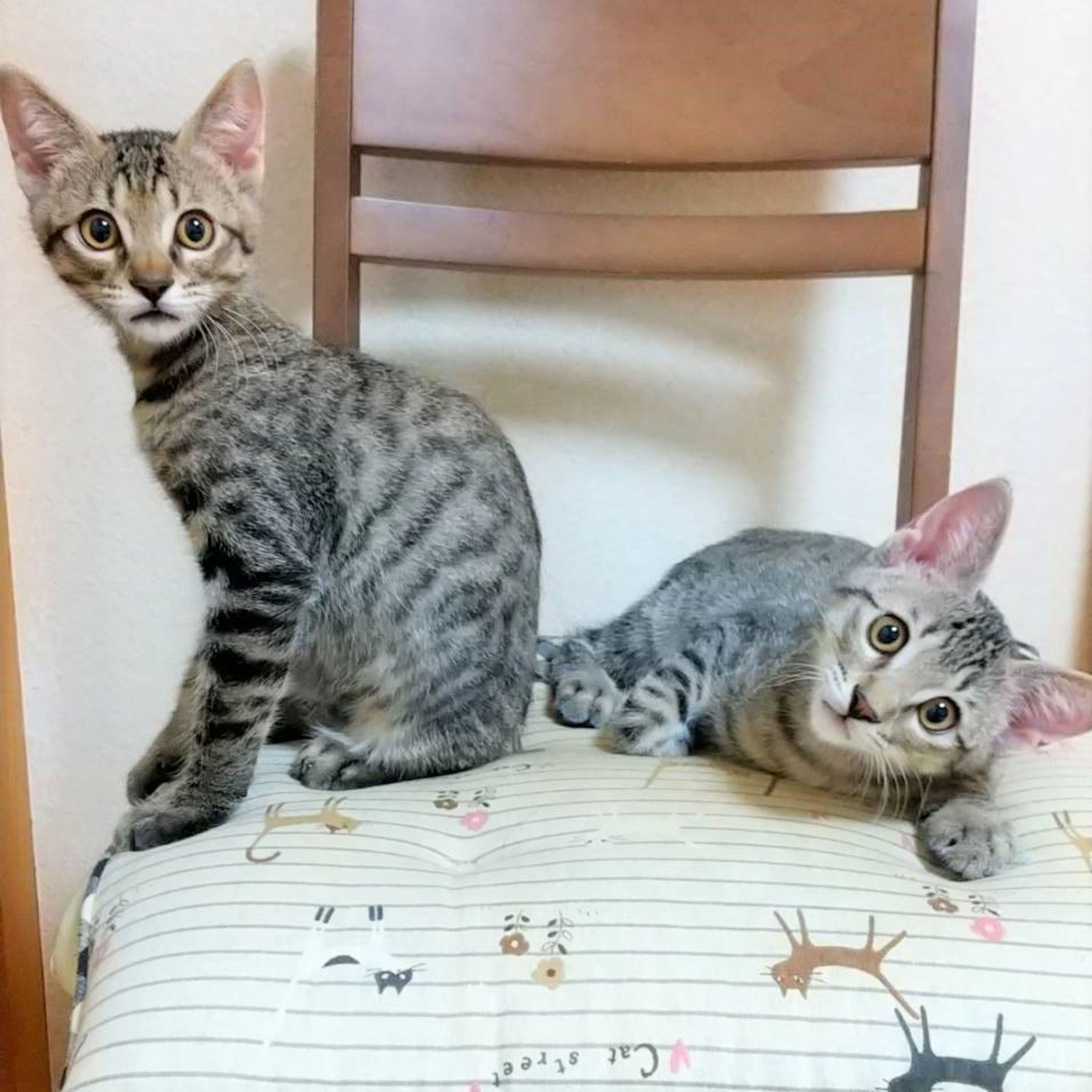 pet-image-5