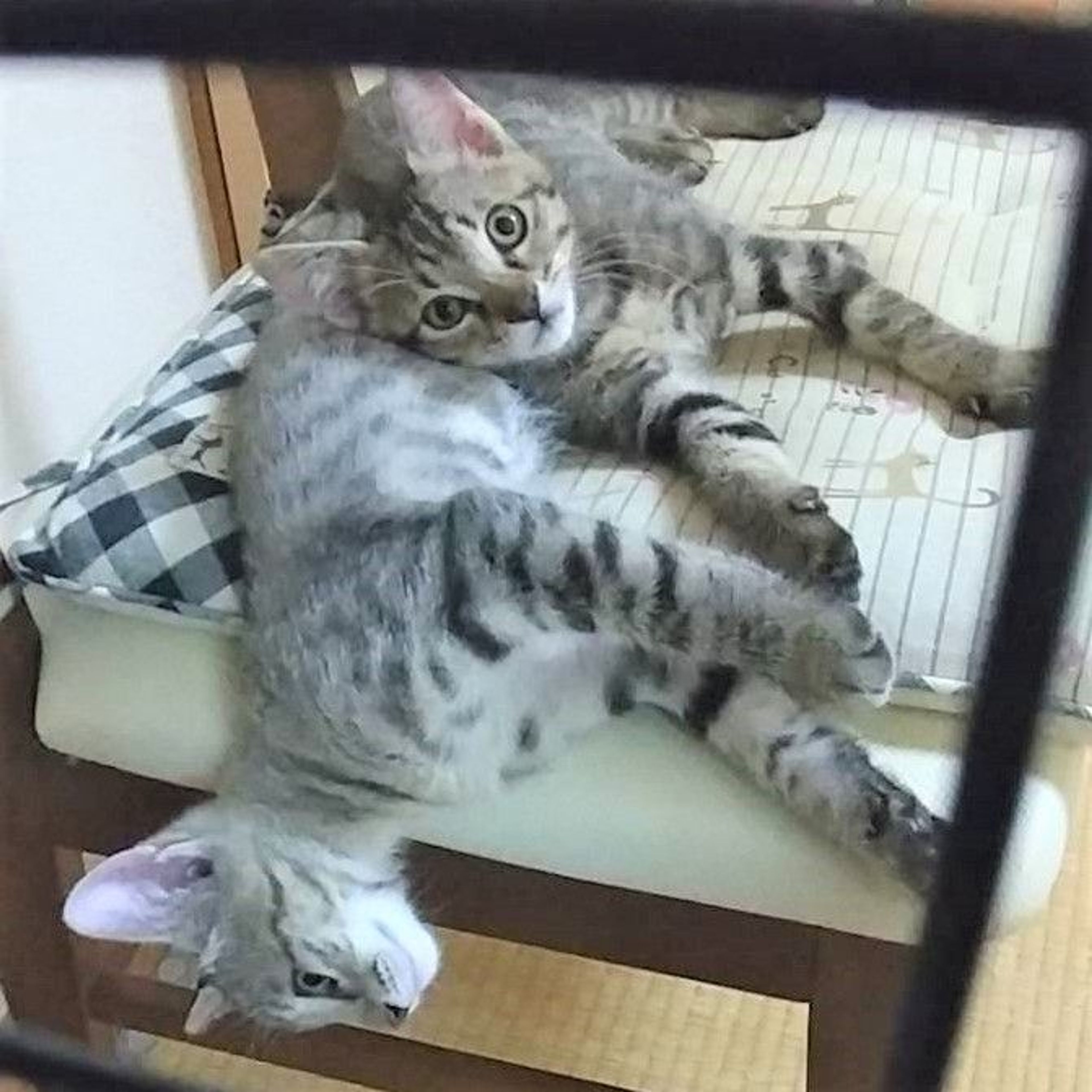 pet-image-6