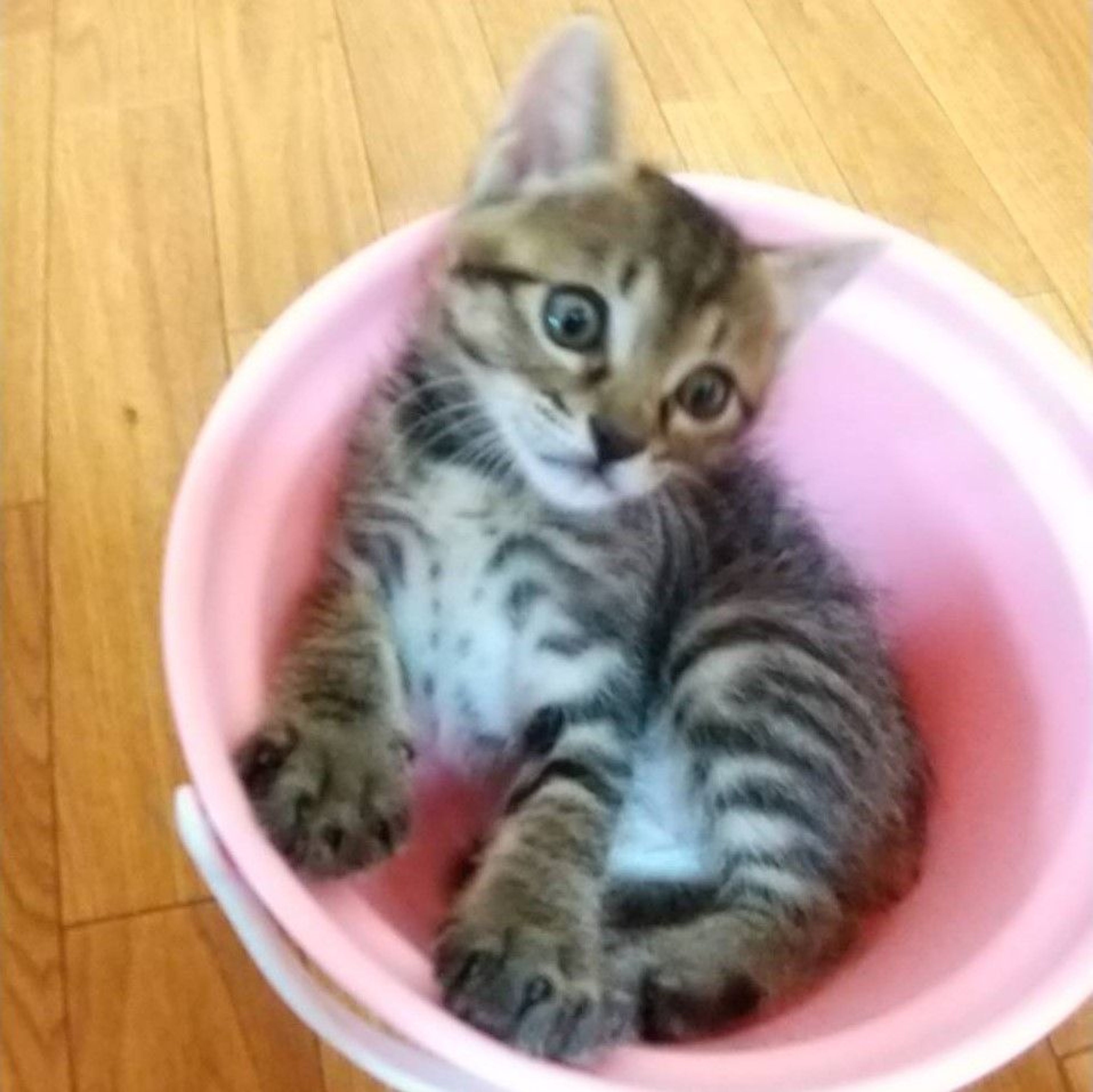 pet-image-9