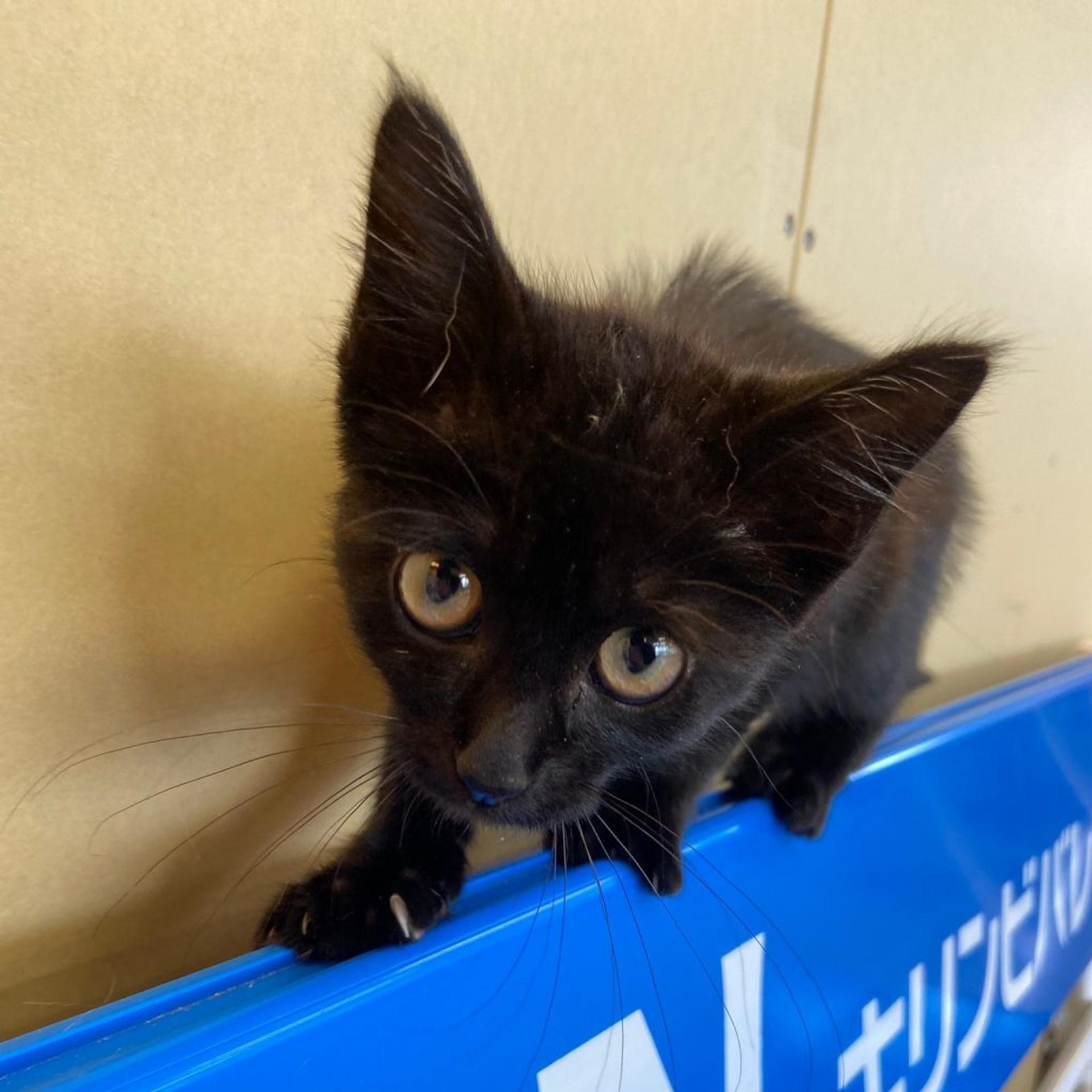 pet-image-3