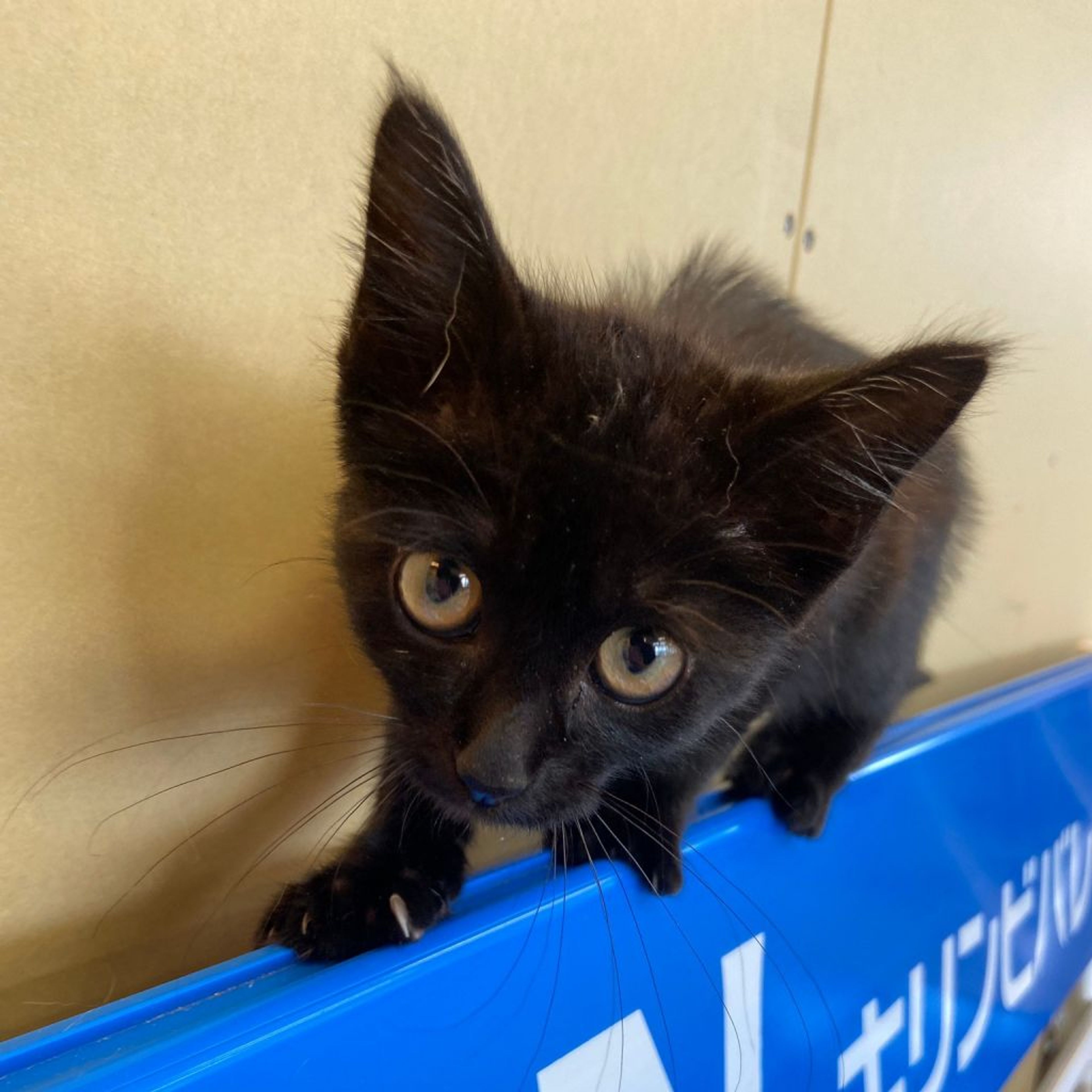 pet-image-3