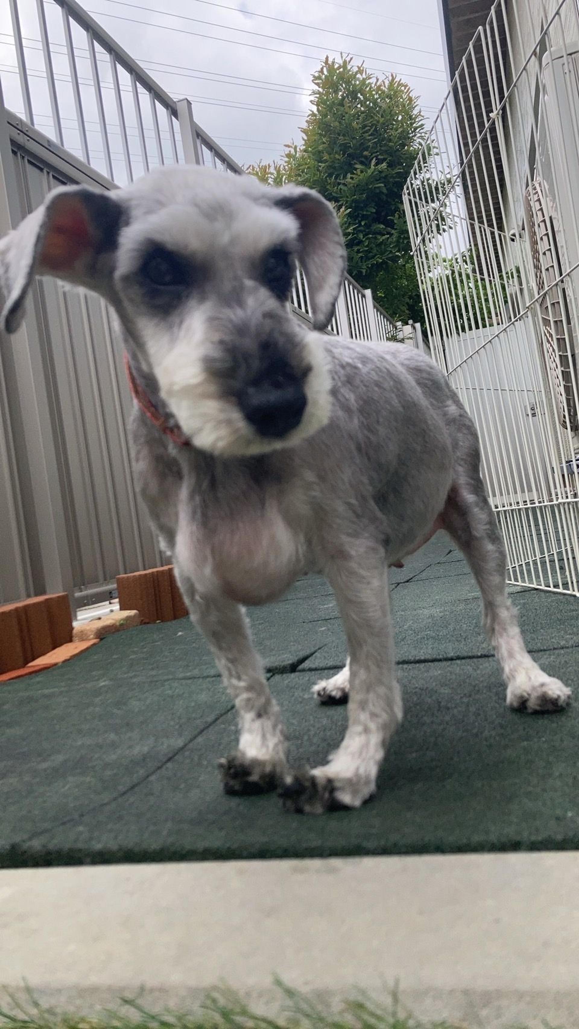 pet-image-7