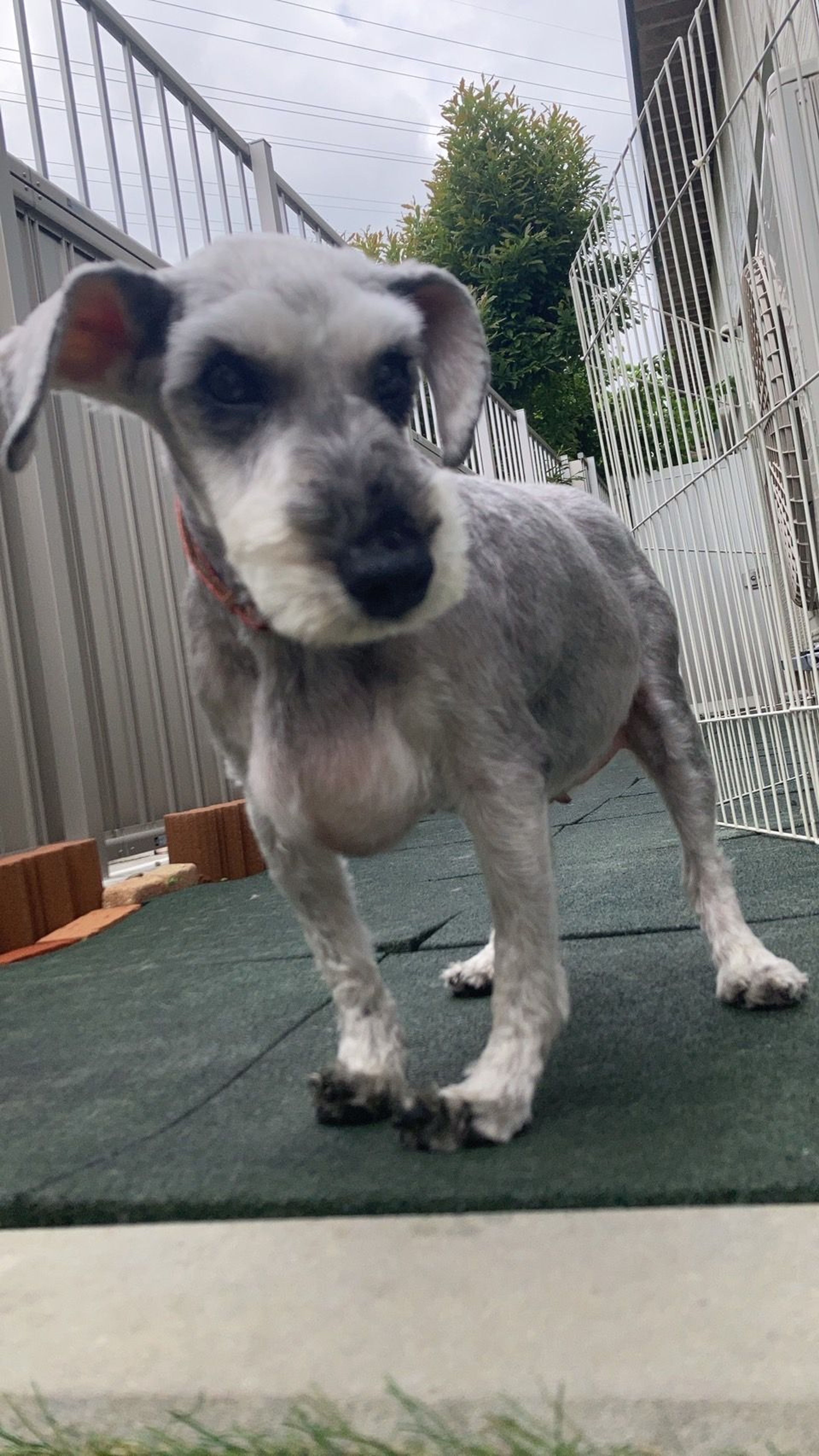 pet-image-7