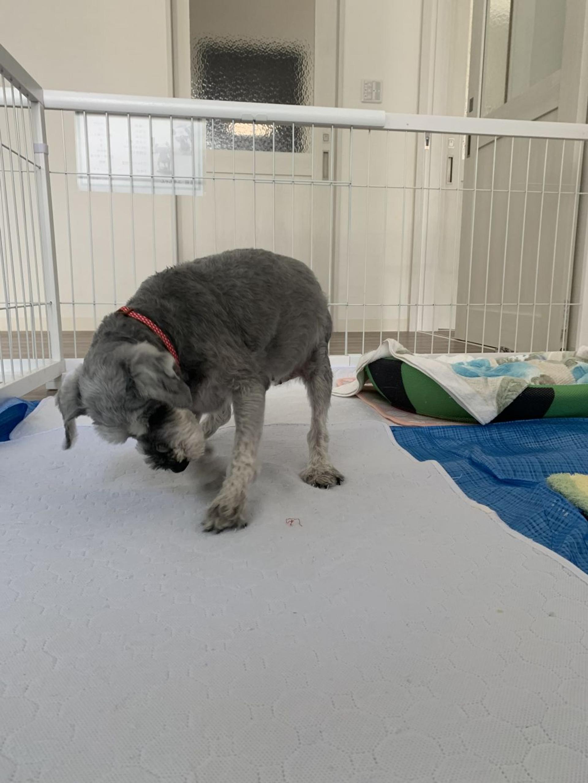 pet-image-8