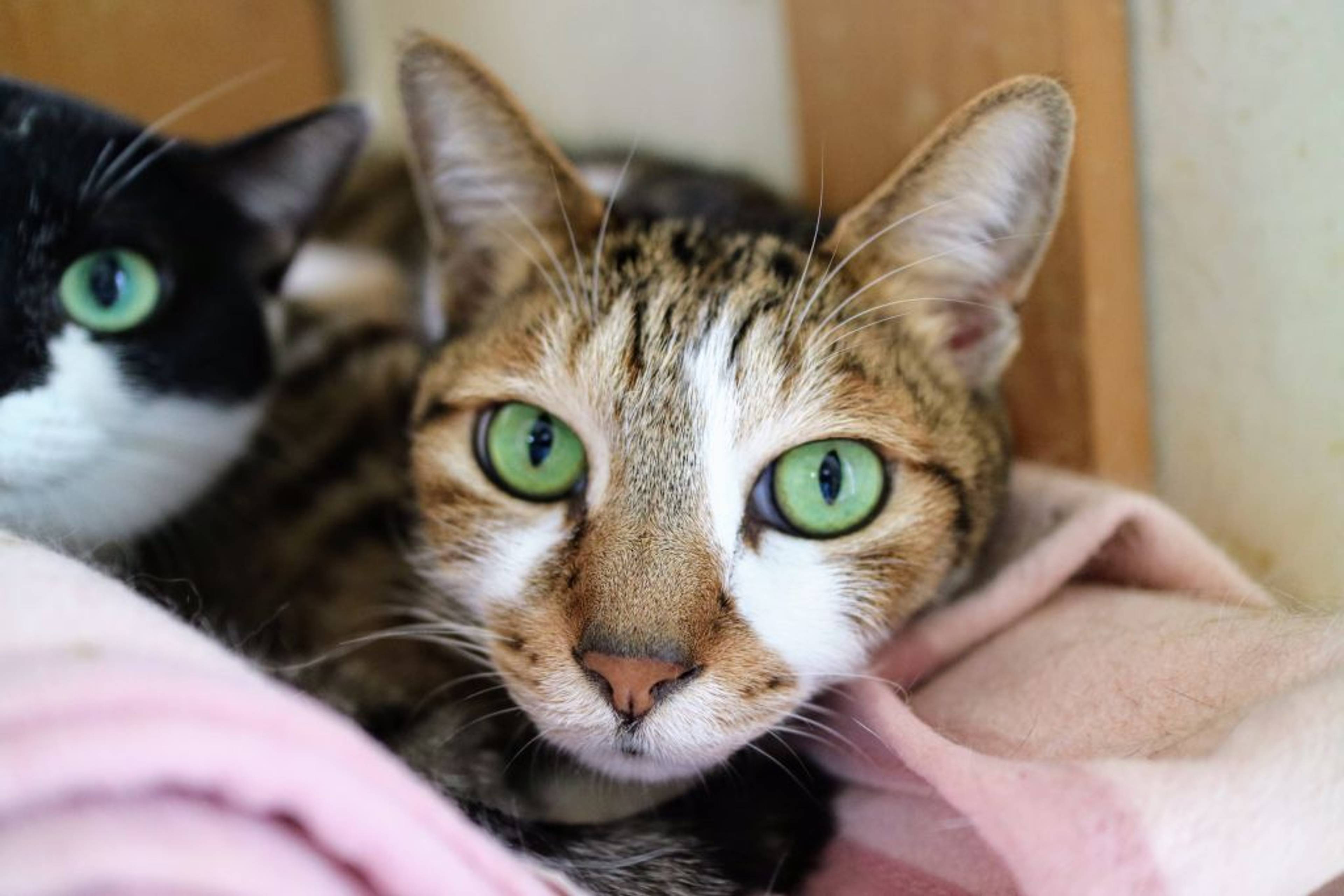雑種（ミックス猫）・オスの里親募集の写真