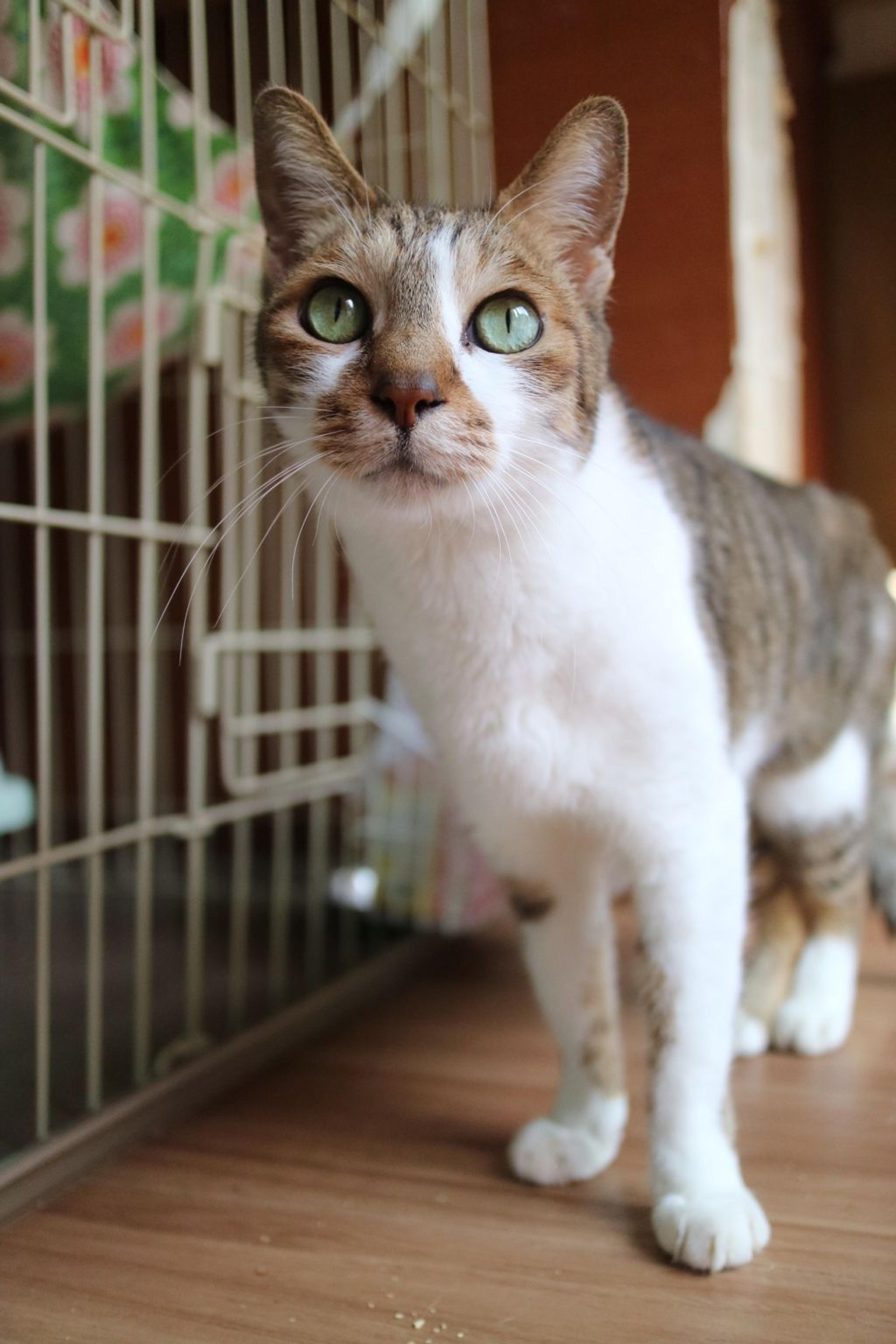 pet-image-3
