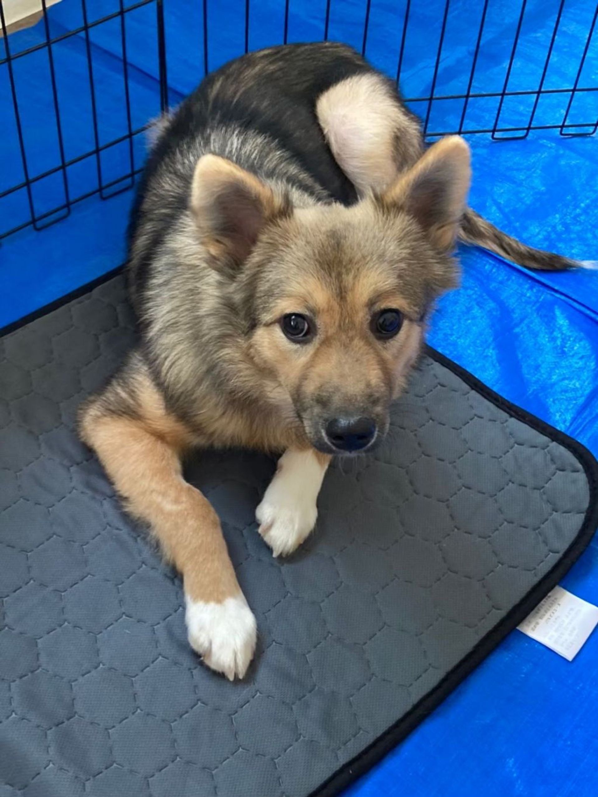 雑種（ミックス犬）・メスの里親募集の写真