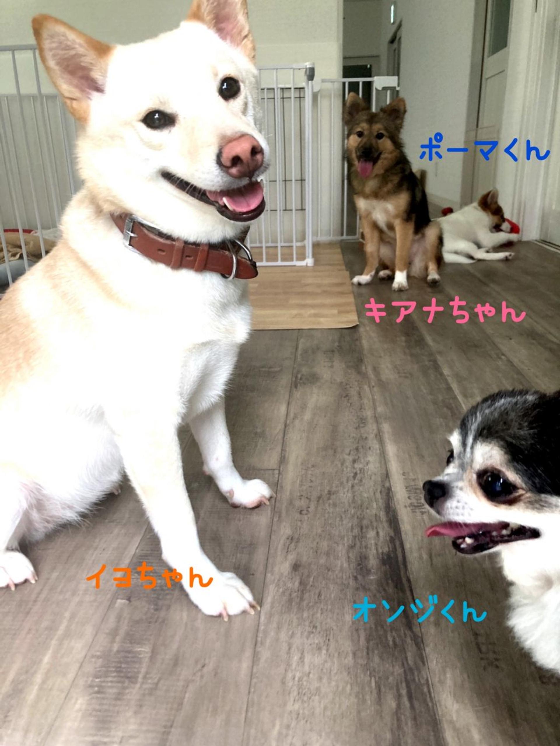 pet-image-5