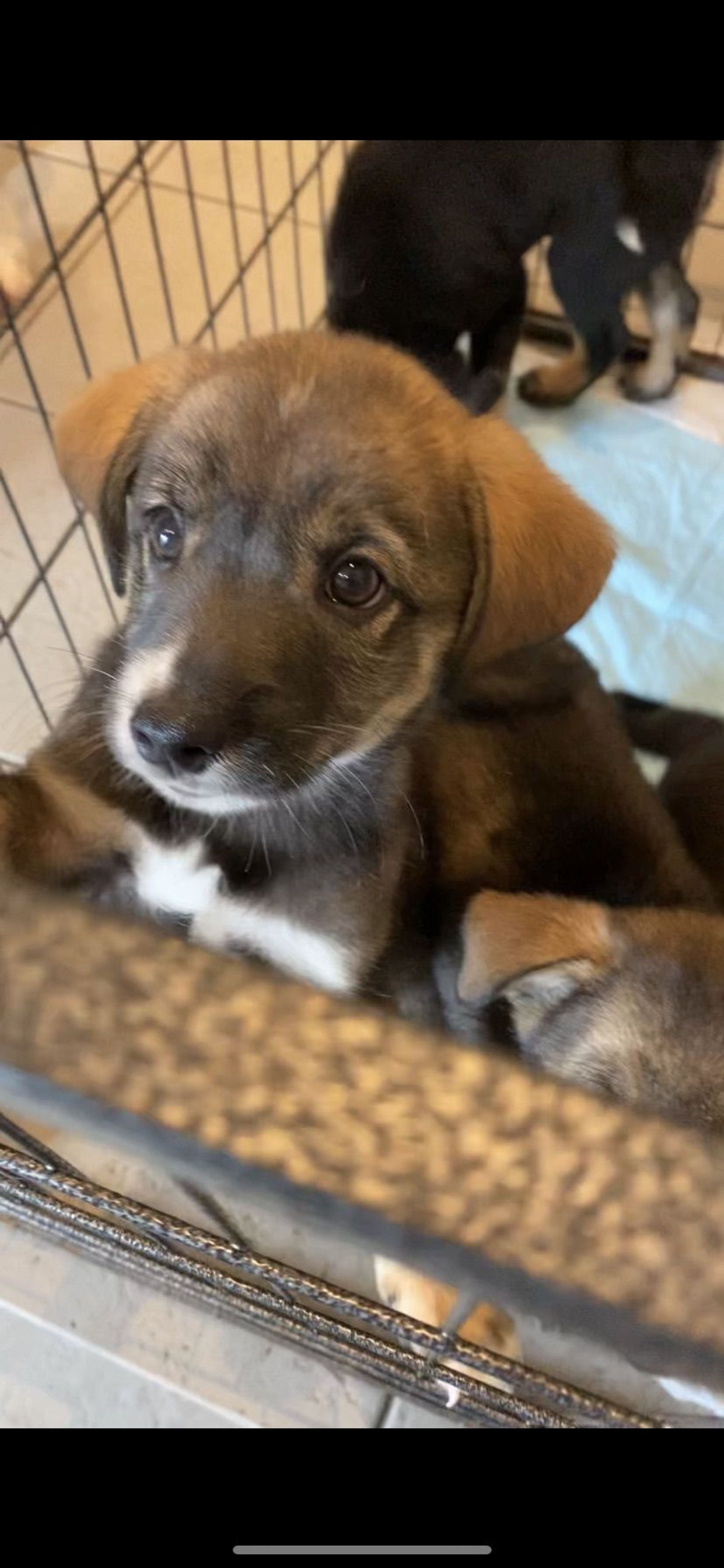 雑種（ミックス犬）・メスの里親募集の写真