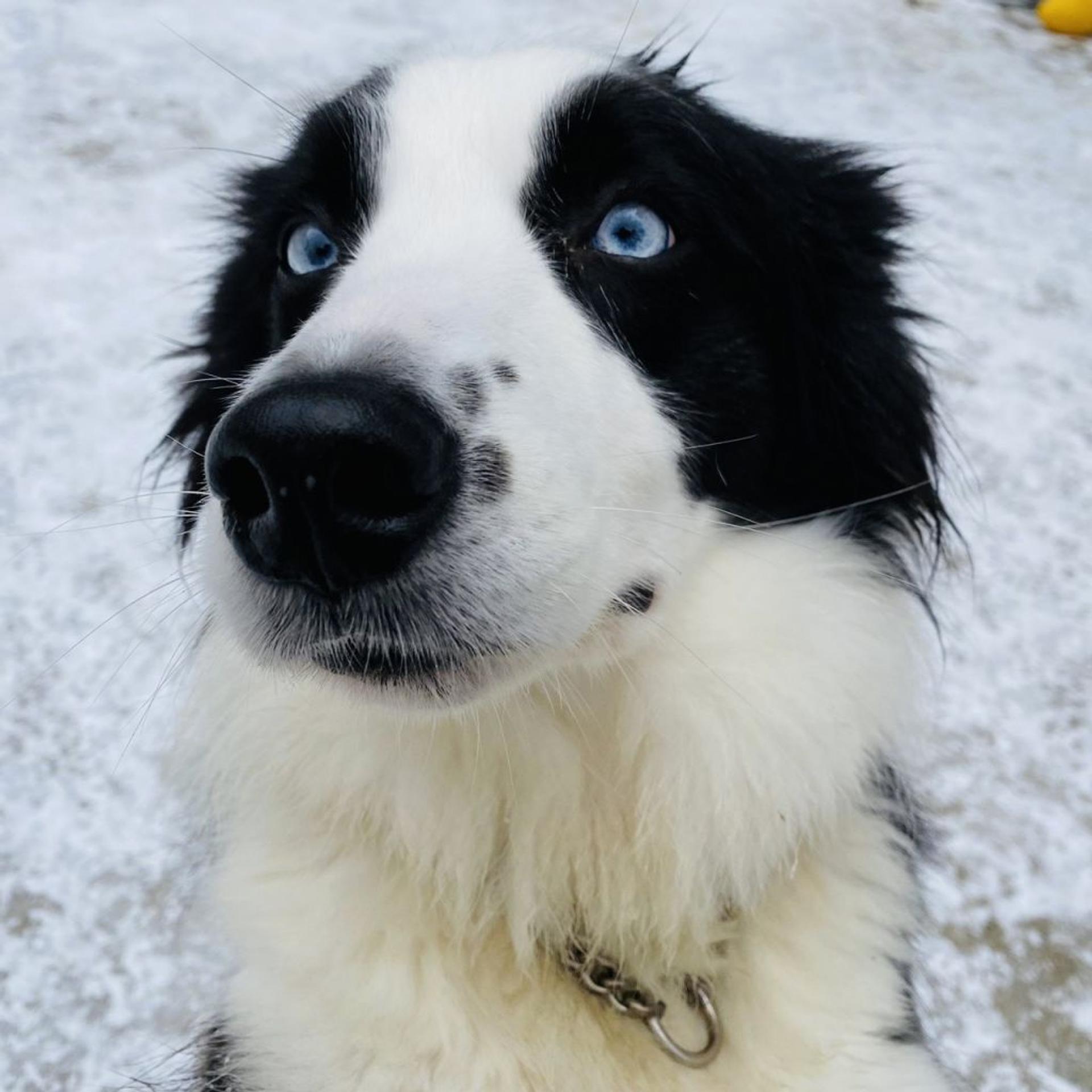 pet-image-3