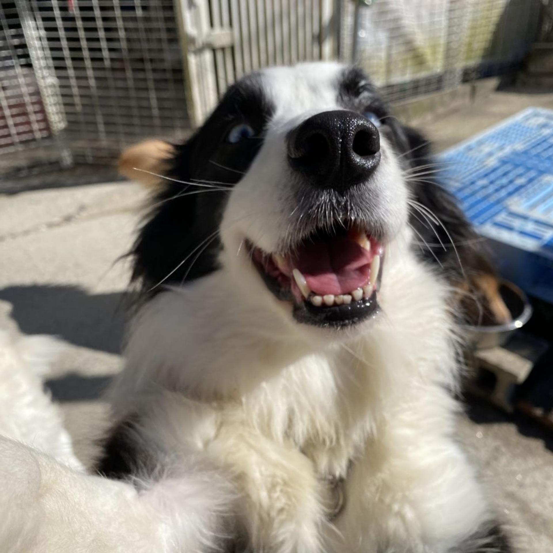pet-image-4
