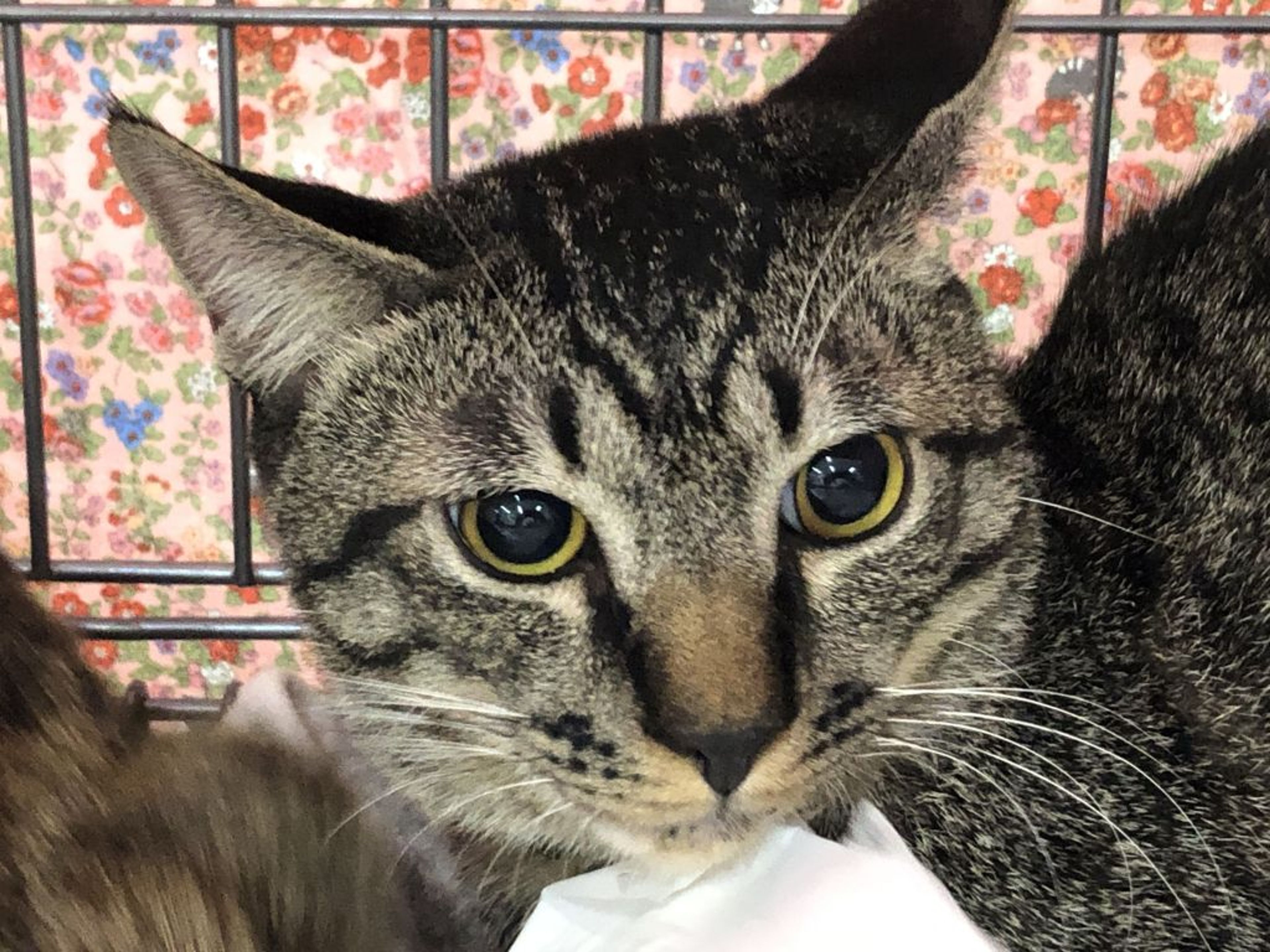 雑種（ミックス猫）・オスの里親募集の写真
