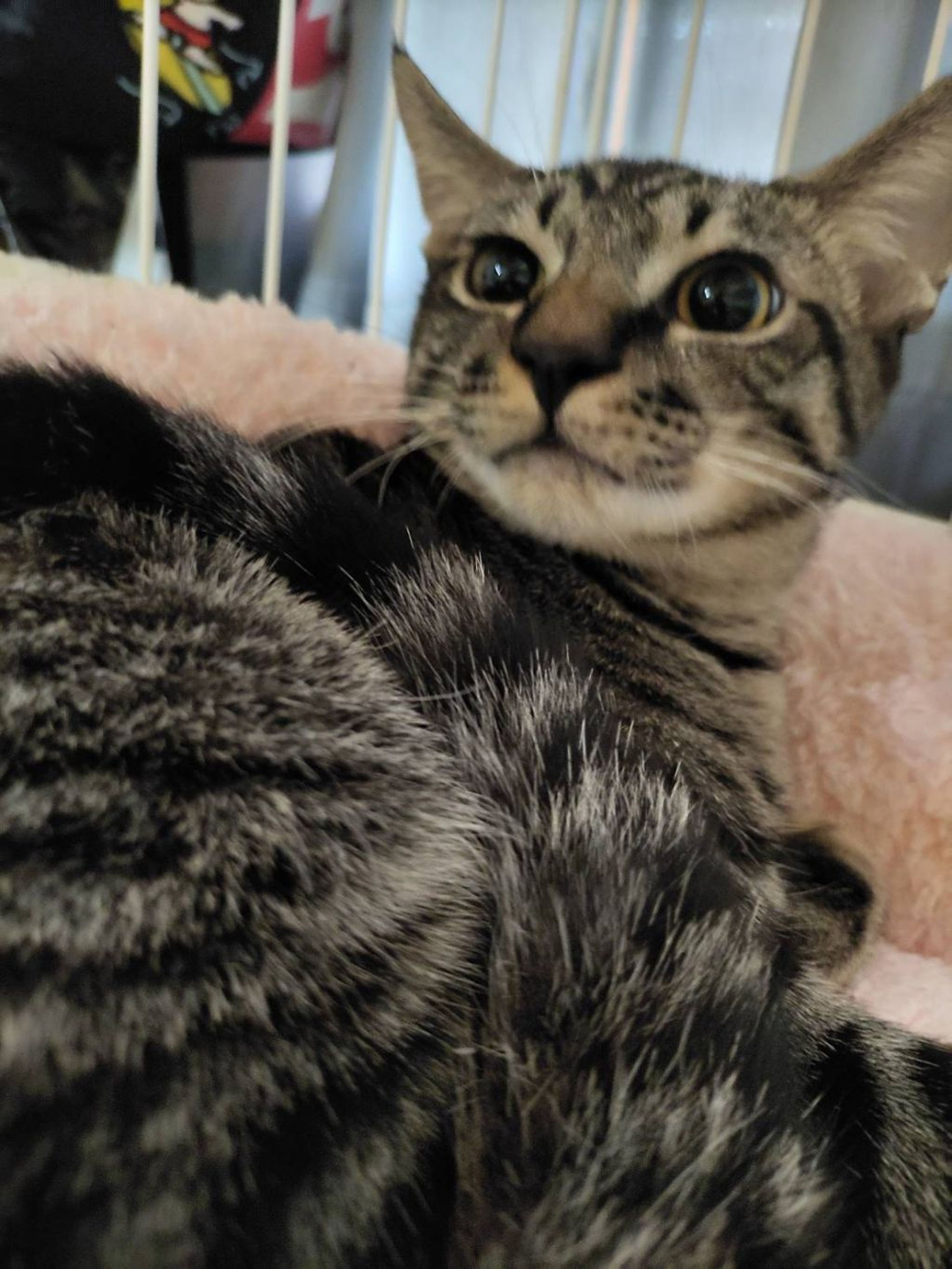 pet-image-2