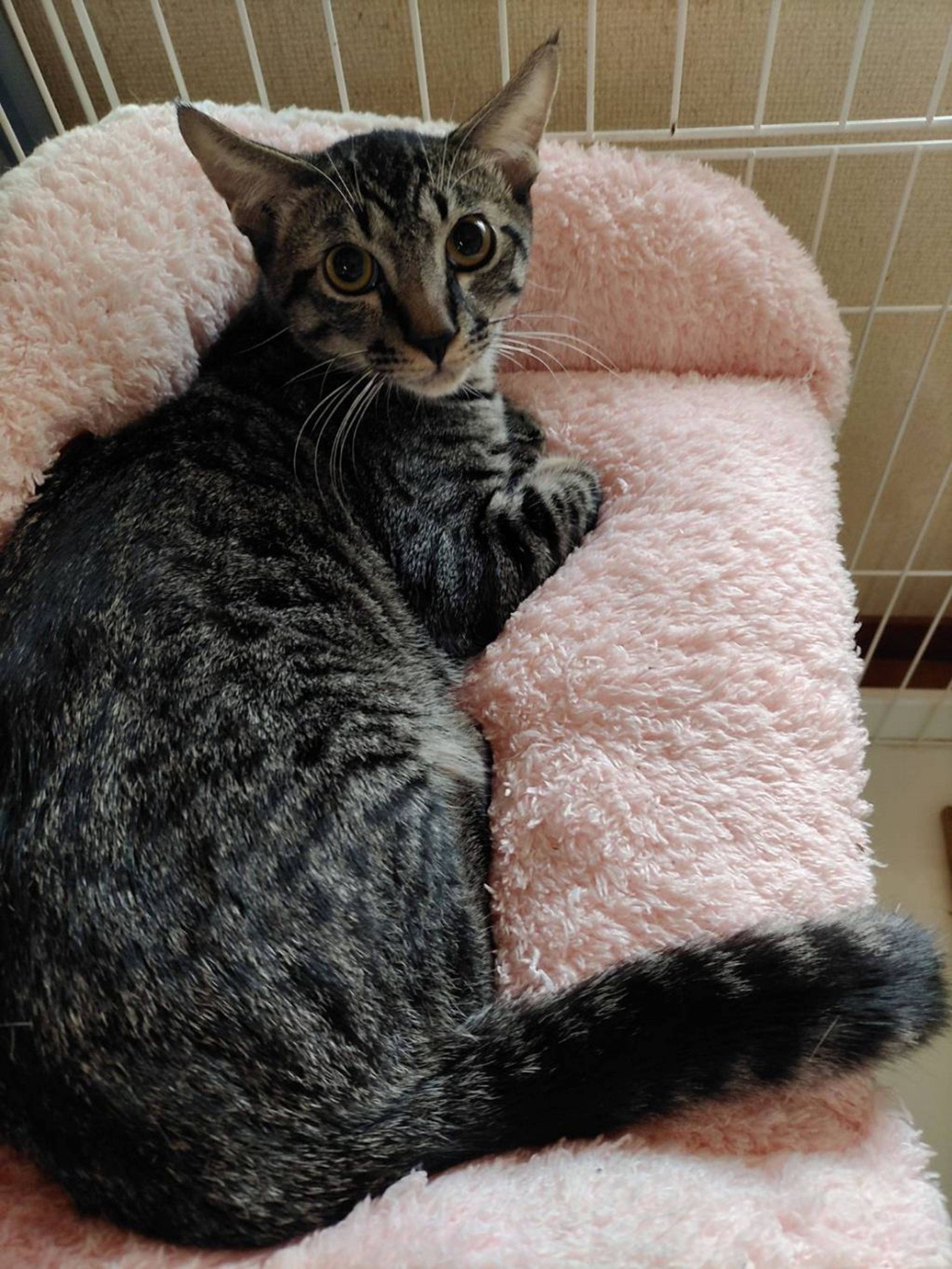 pet-image-3