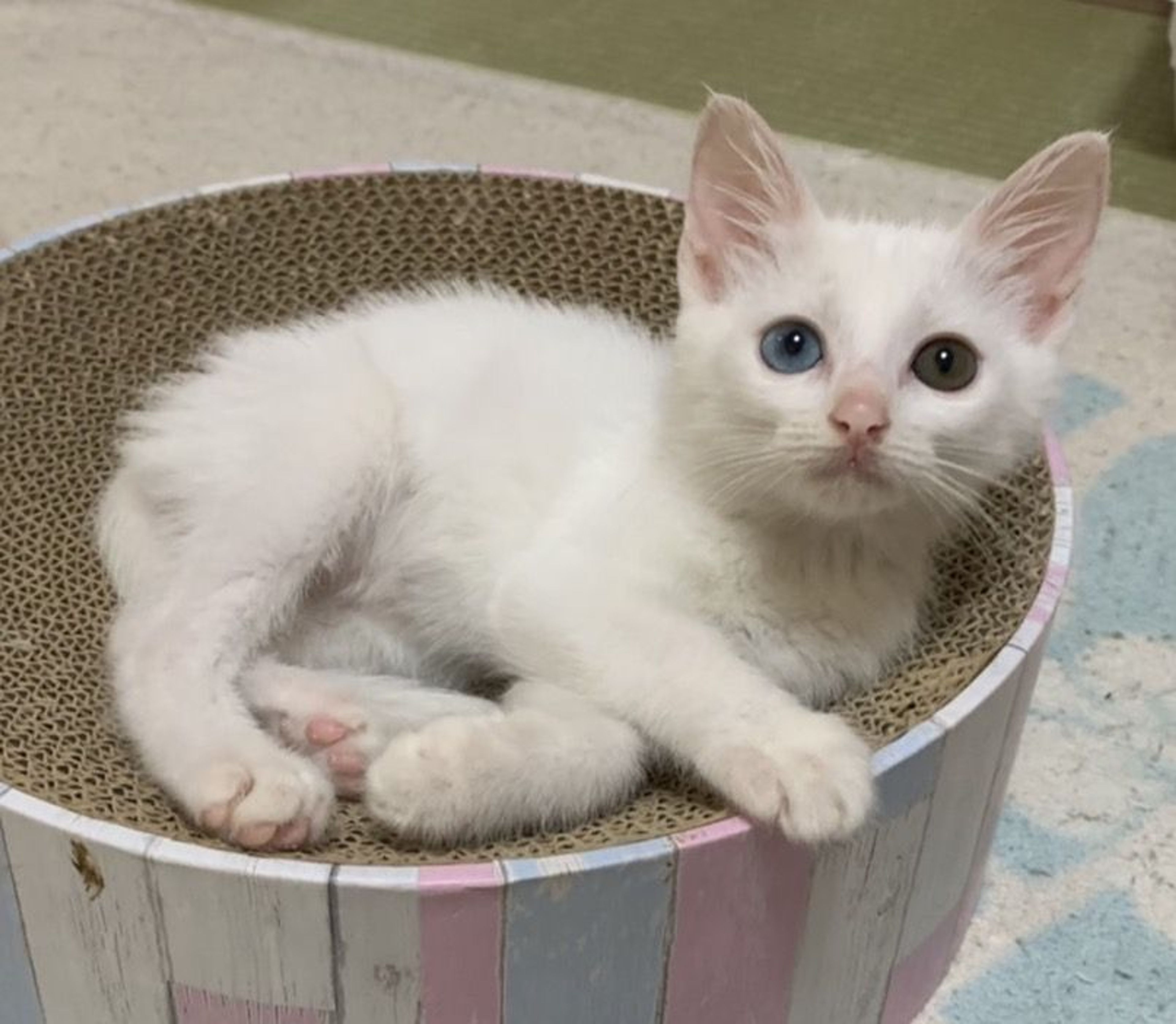 雑種（ミックス猫）・メスの里親募集の写真