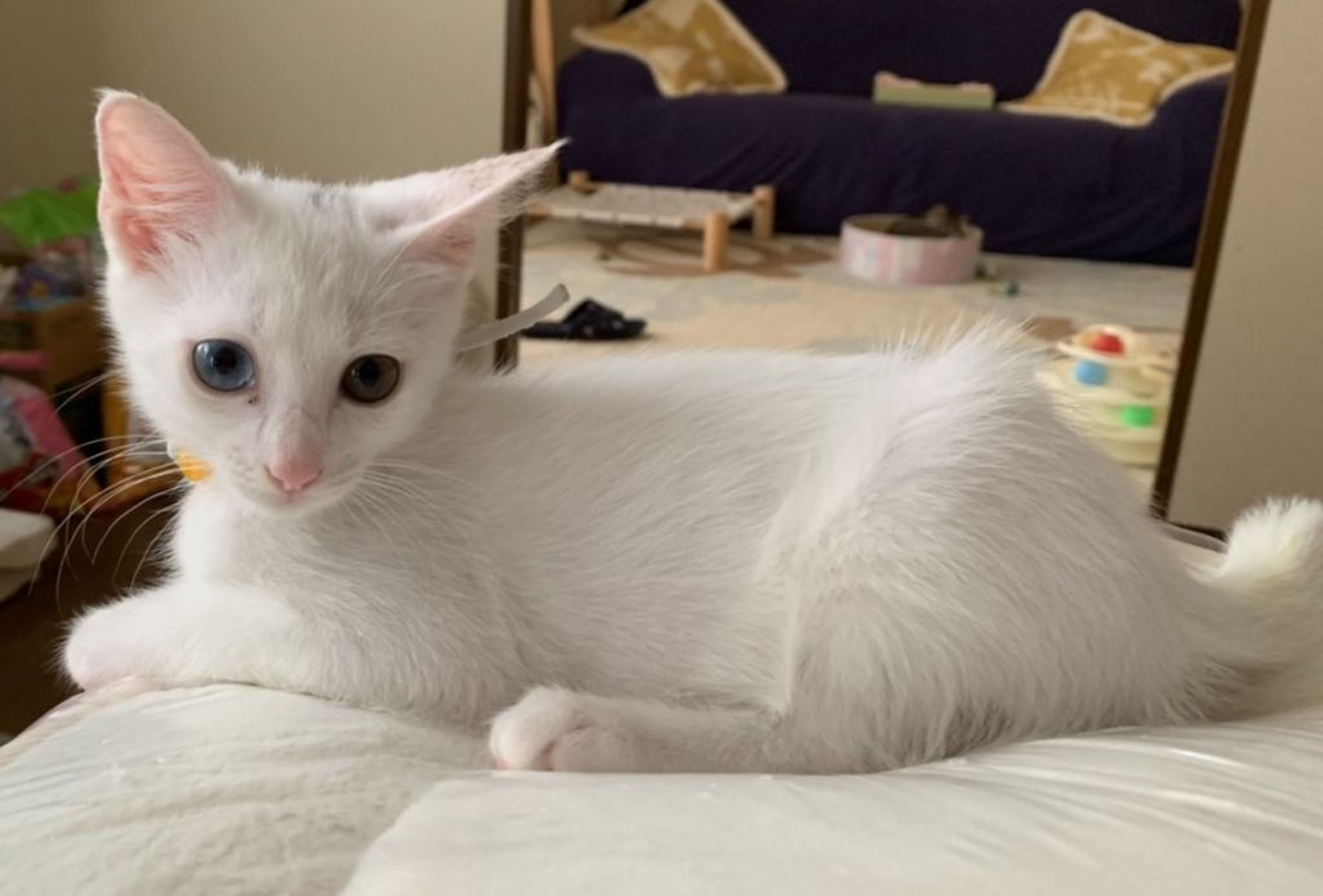 pet-image-3