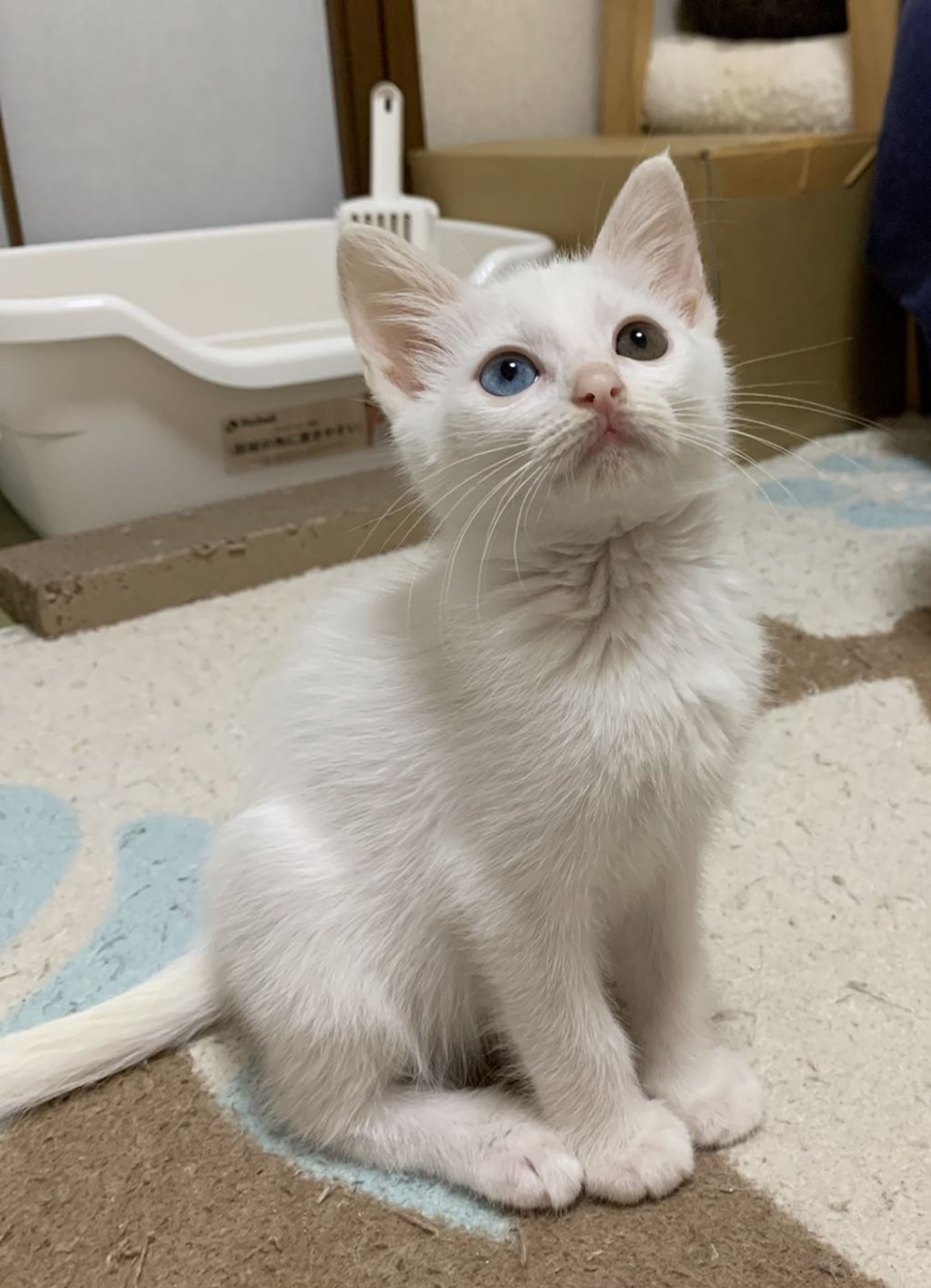 pet-image-4