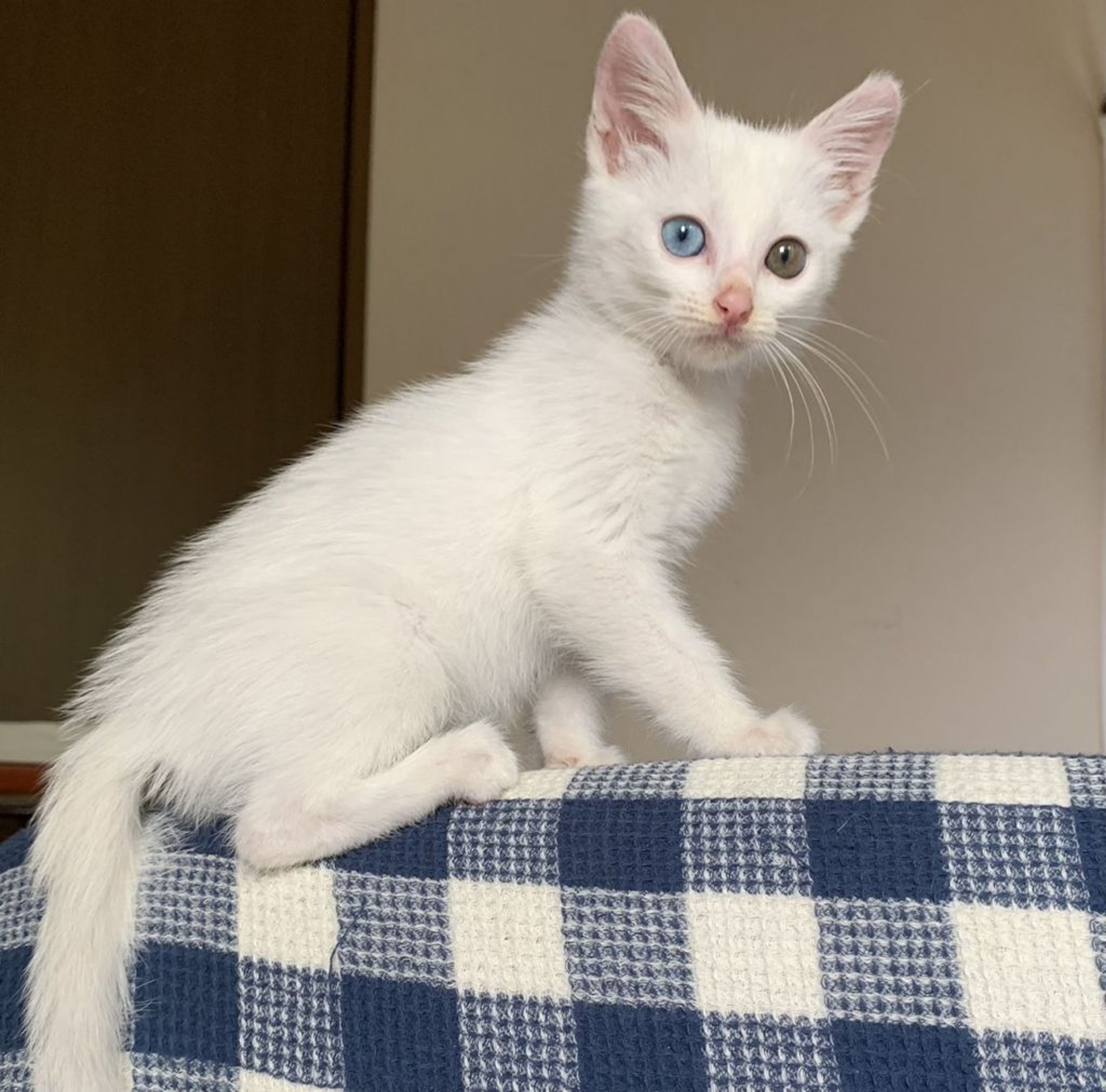 pet-image-5