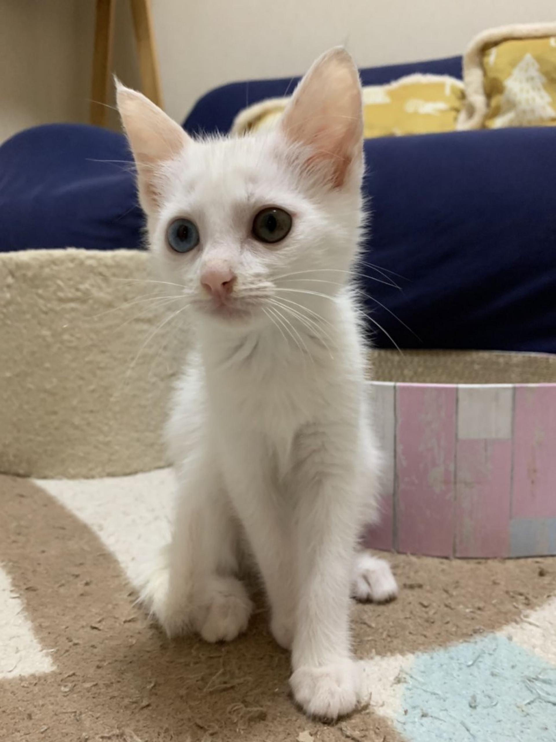 pet-image-6