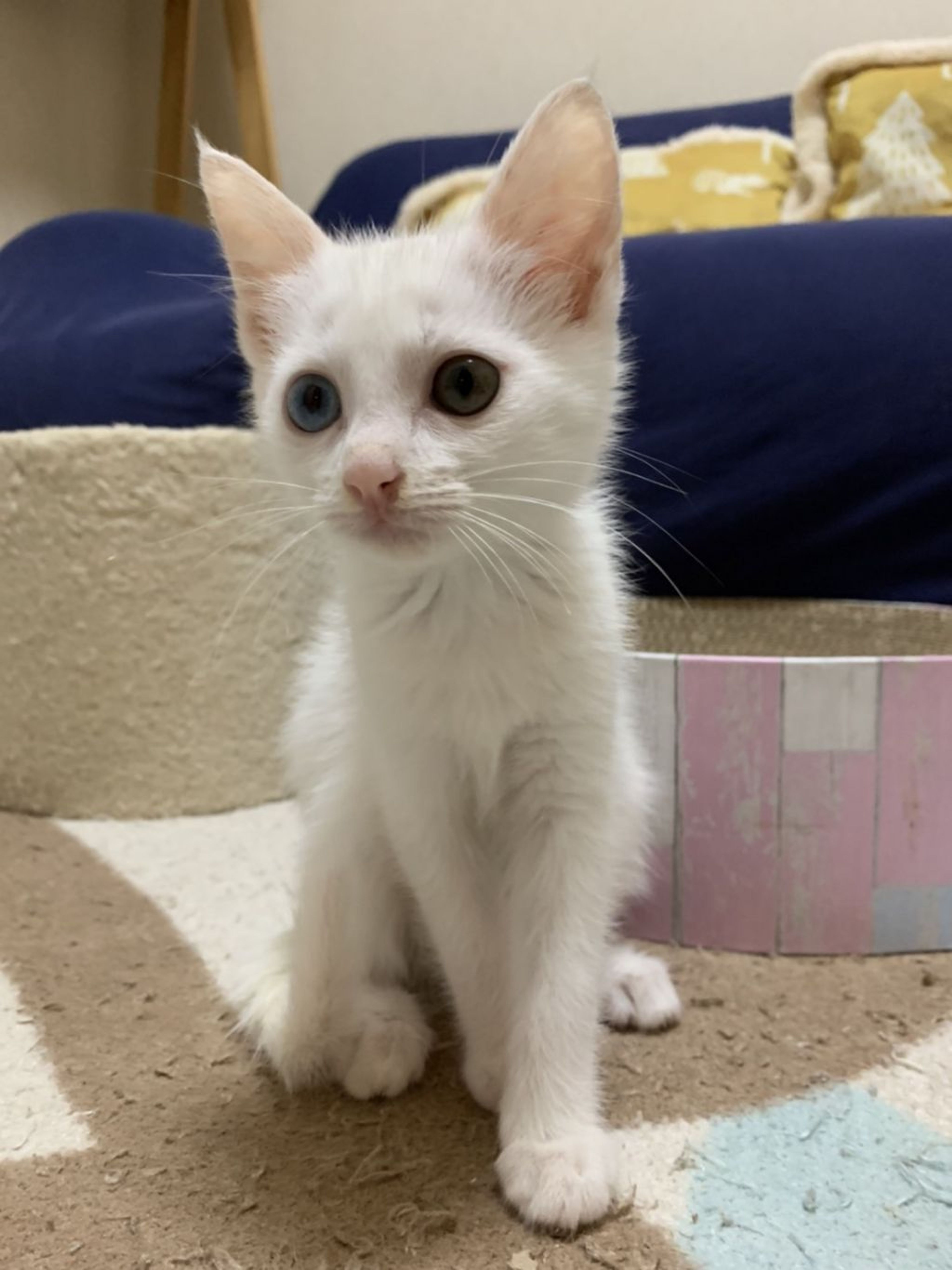 pet-image-6