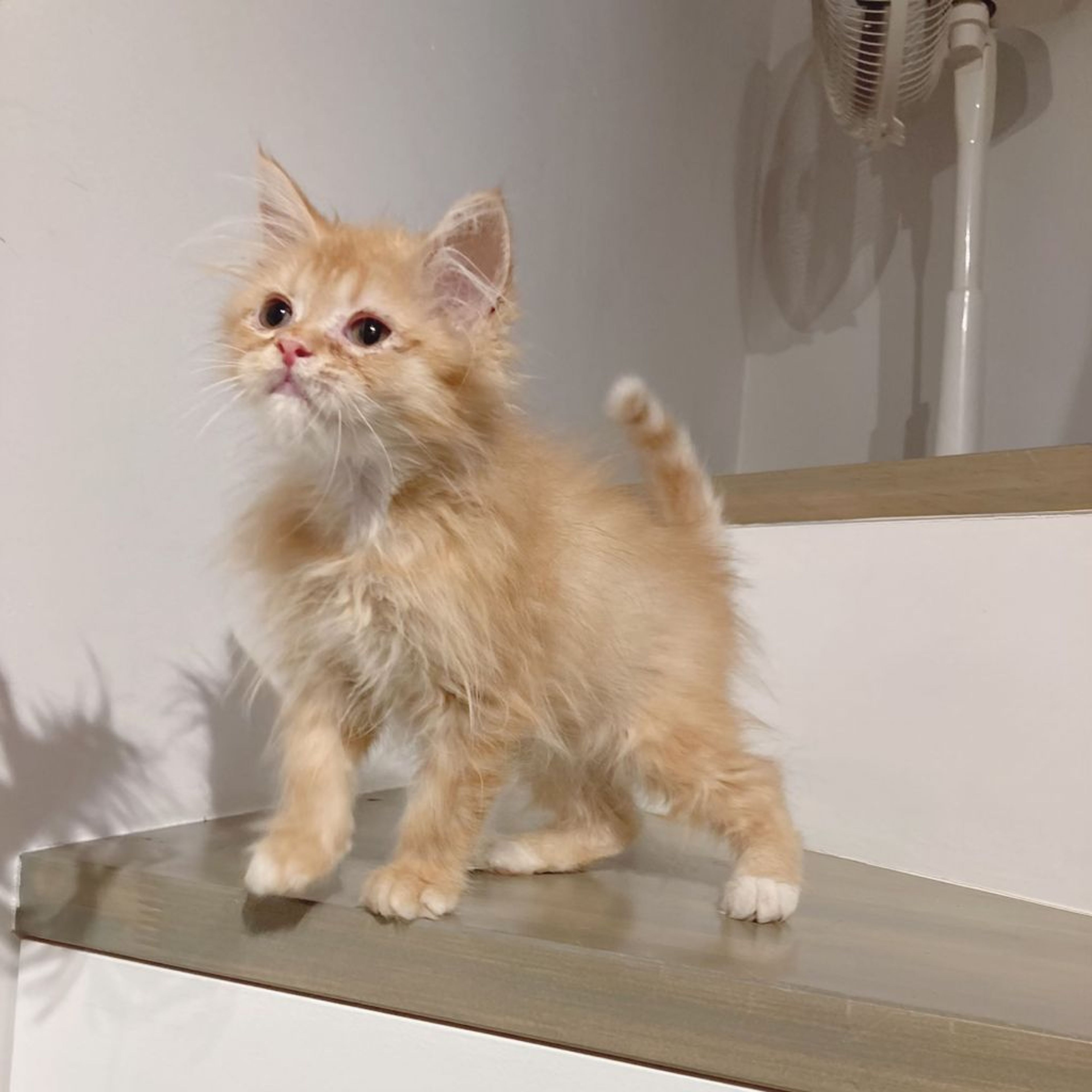 pet-image-3