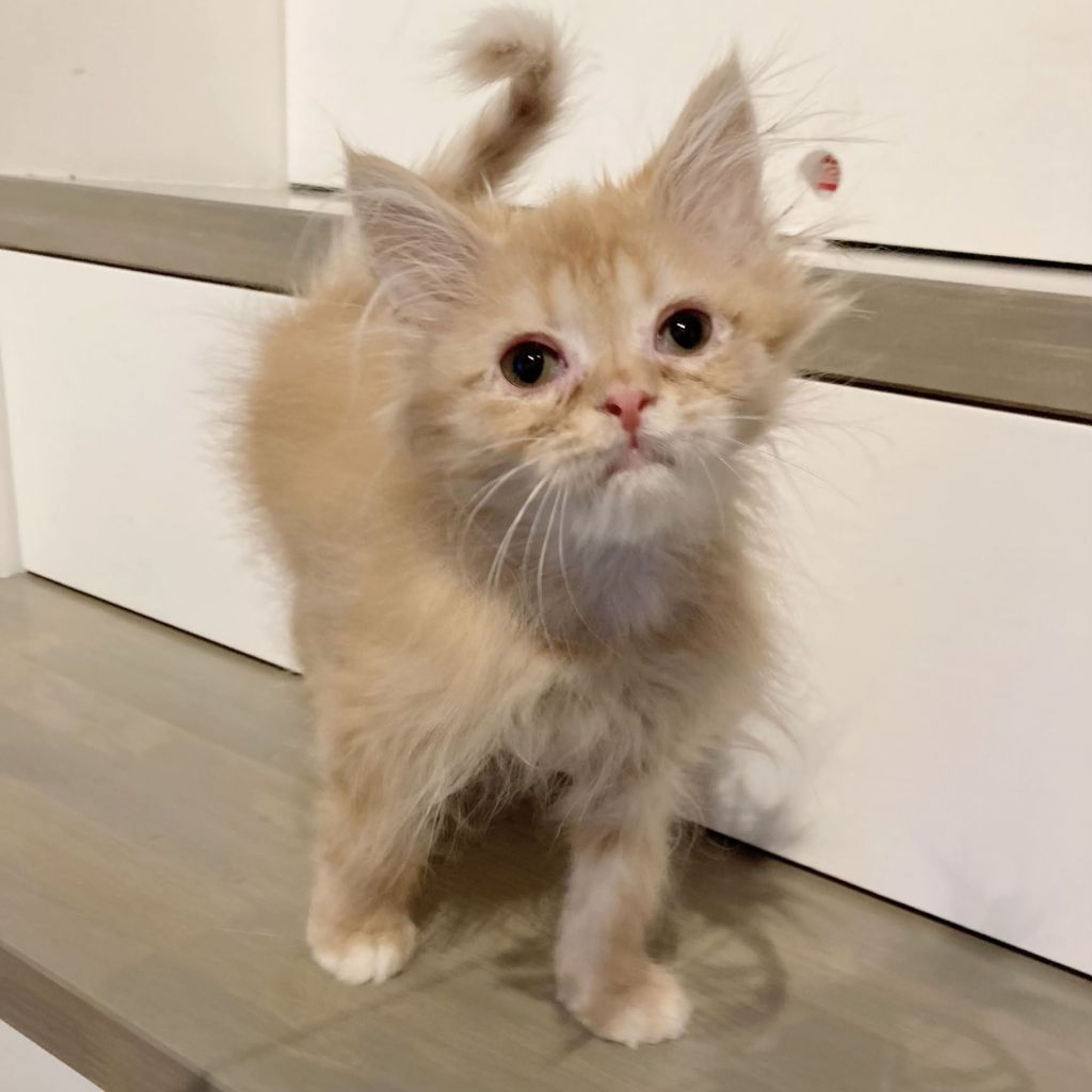pet-image-4
