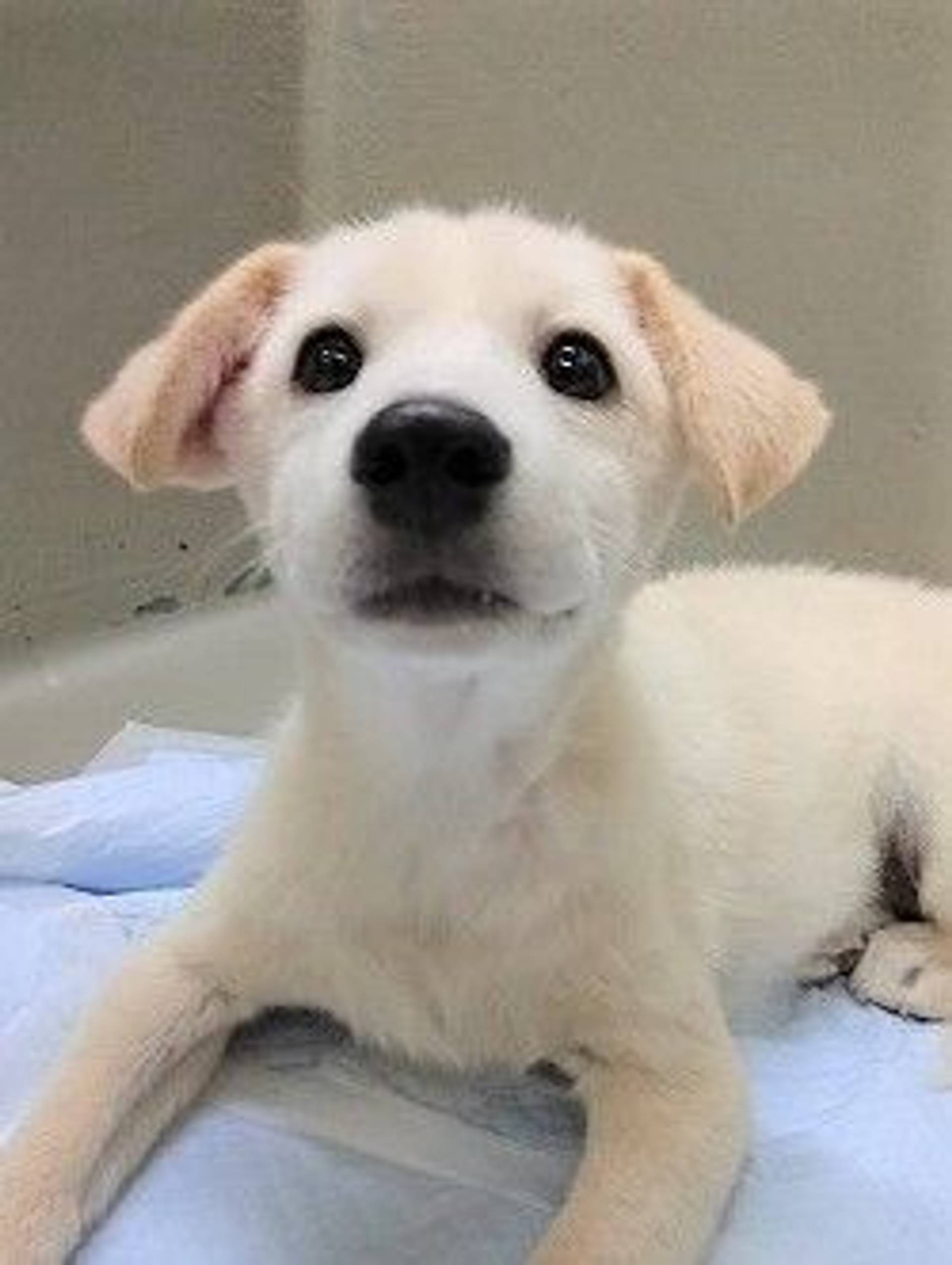 雑種（ミックス犬）・メスの里親募集の写真