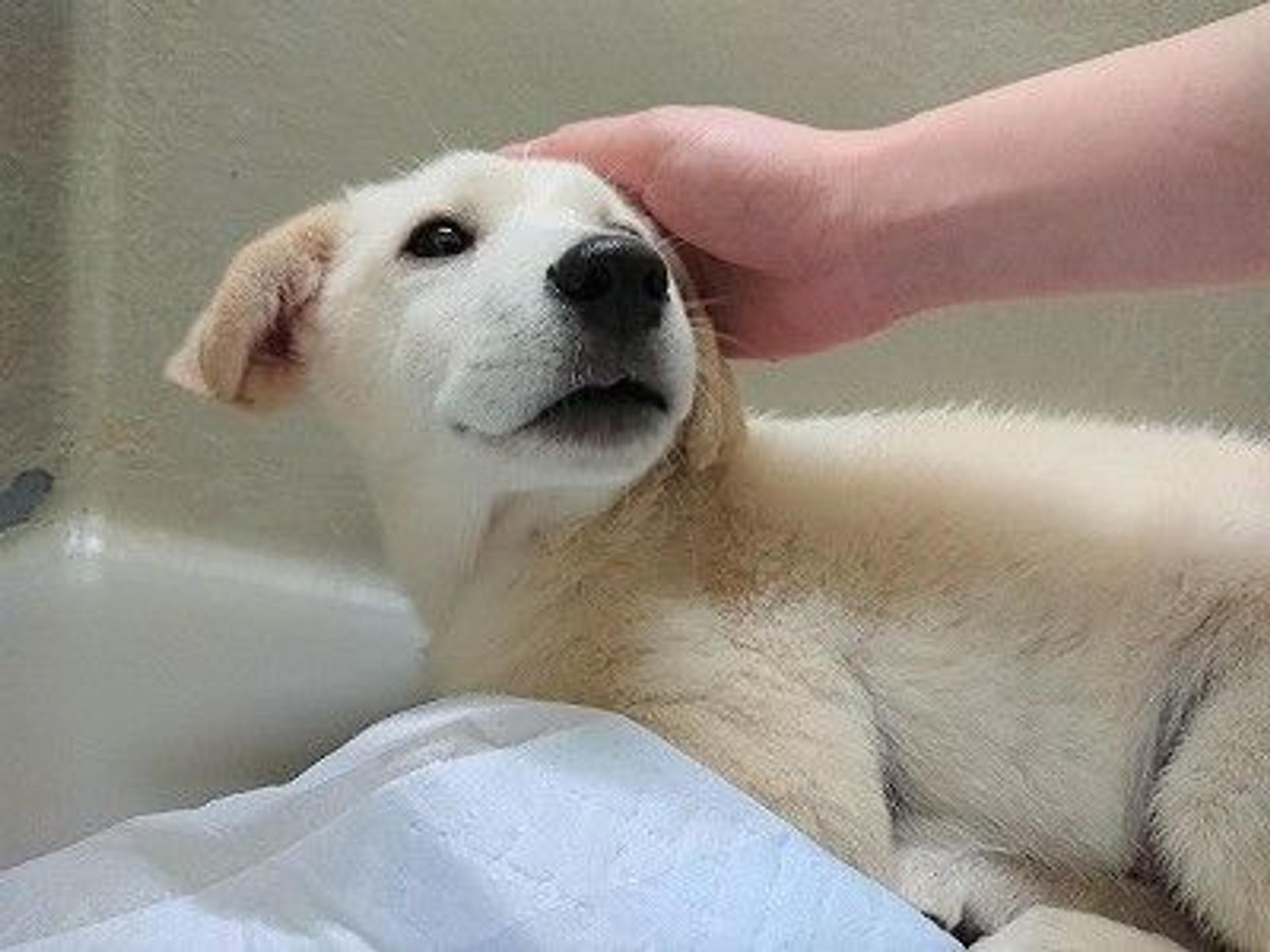 pet-image-4