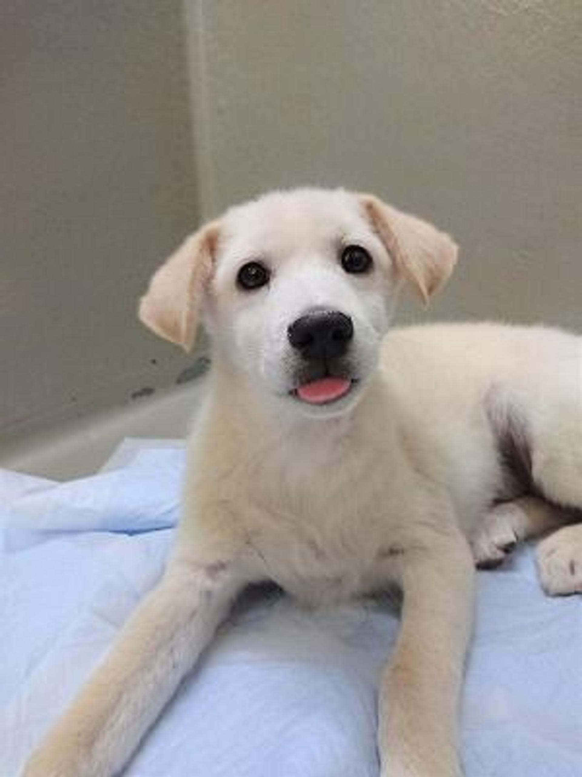 pet-image-5