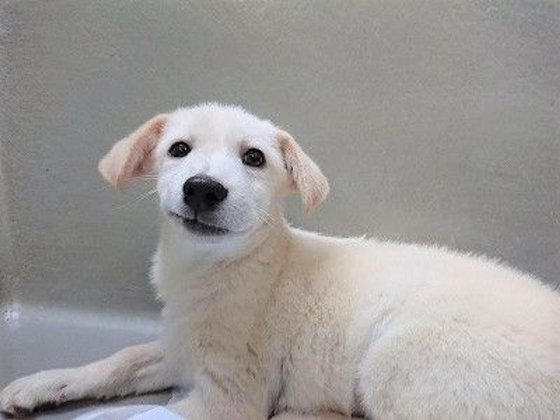 pet-image-7