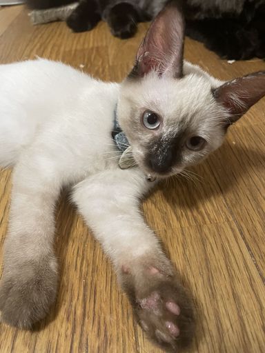 キララの写真