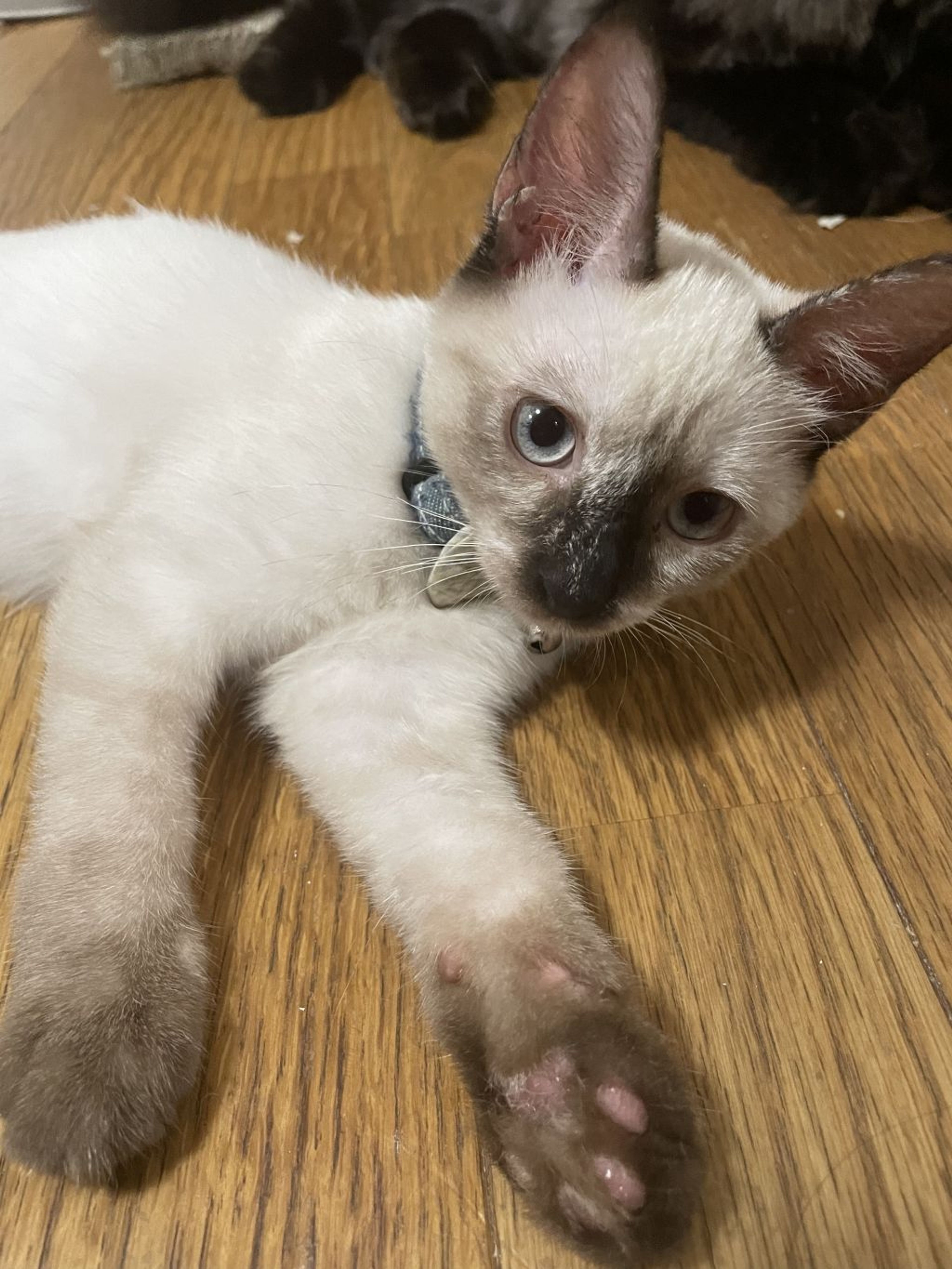 雑種（ミックス猫）・メスの里親募集の写真